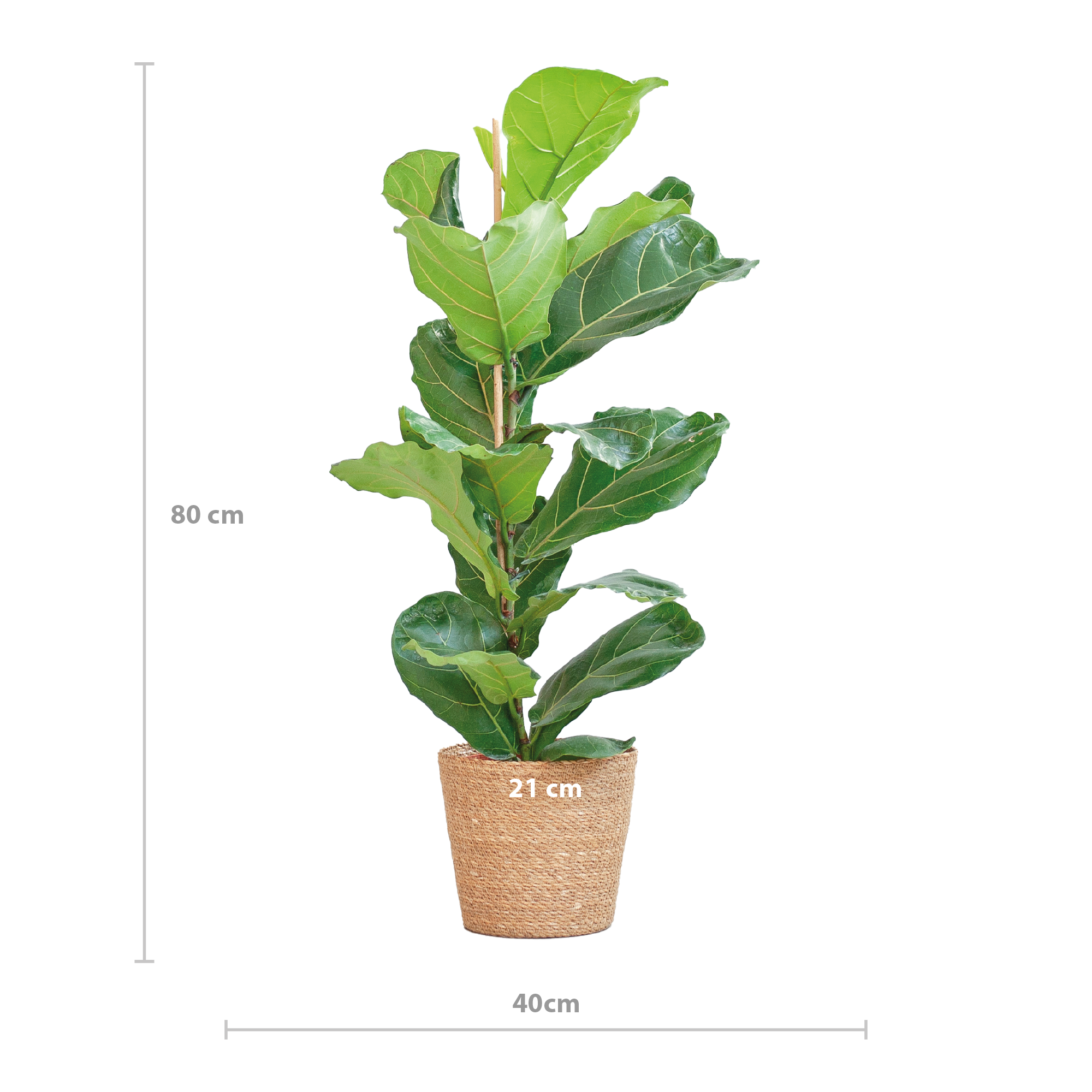 Ficus Lyrata mit Korb Sofia natur - 80cm - Ø21