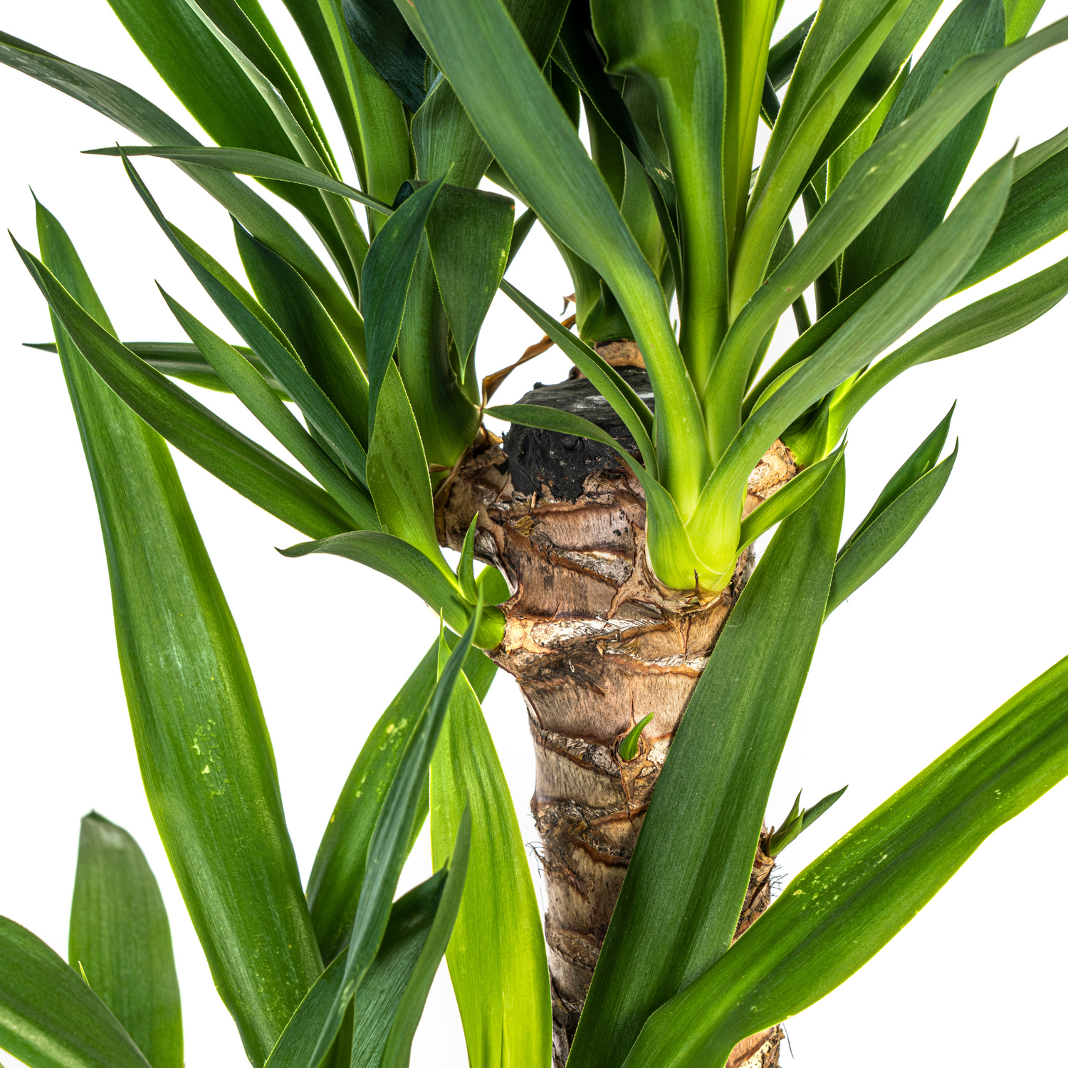 Yucca Palme Elephantipes – Robuste, moderne Zimmerpflanze Ø19cm - ↕70 - 90cm