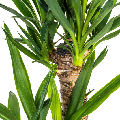 Yucca Palme Elephantipes – Robuste, moderne Zimmerpflanze Ø19cm - ↕70 - 90cm
