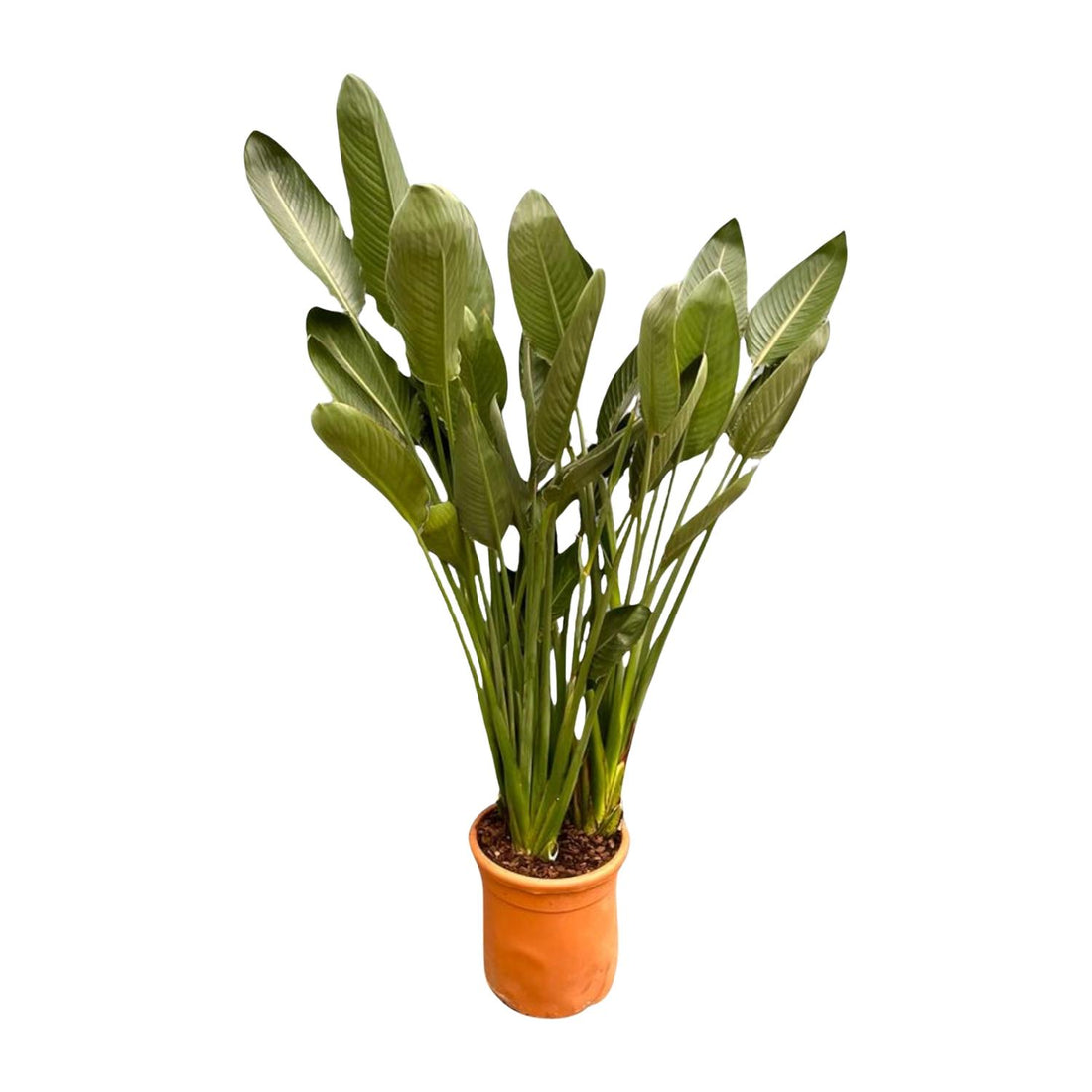 Strelitzia Reginae XXL – Exotische Zimmerpflanze mit großen Blättern ø50cm - ↕200cm