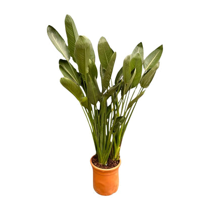 Strelitzia Reginae XXL – Exotische Zimmerpflanze mit großen Blättern ø50cm - ↕200cm