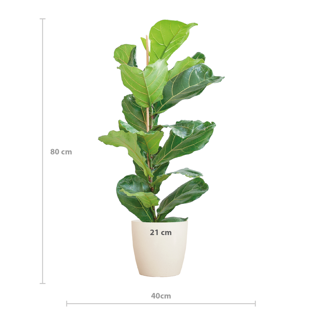 Ficus Lyrata mit Viber-Topf weiß – 80 cm – Ø21