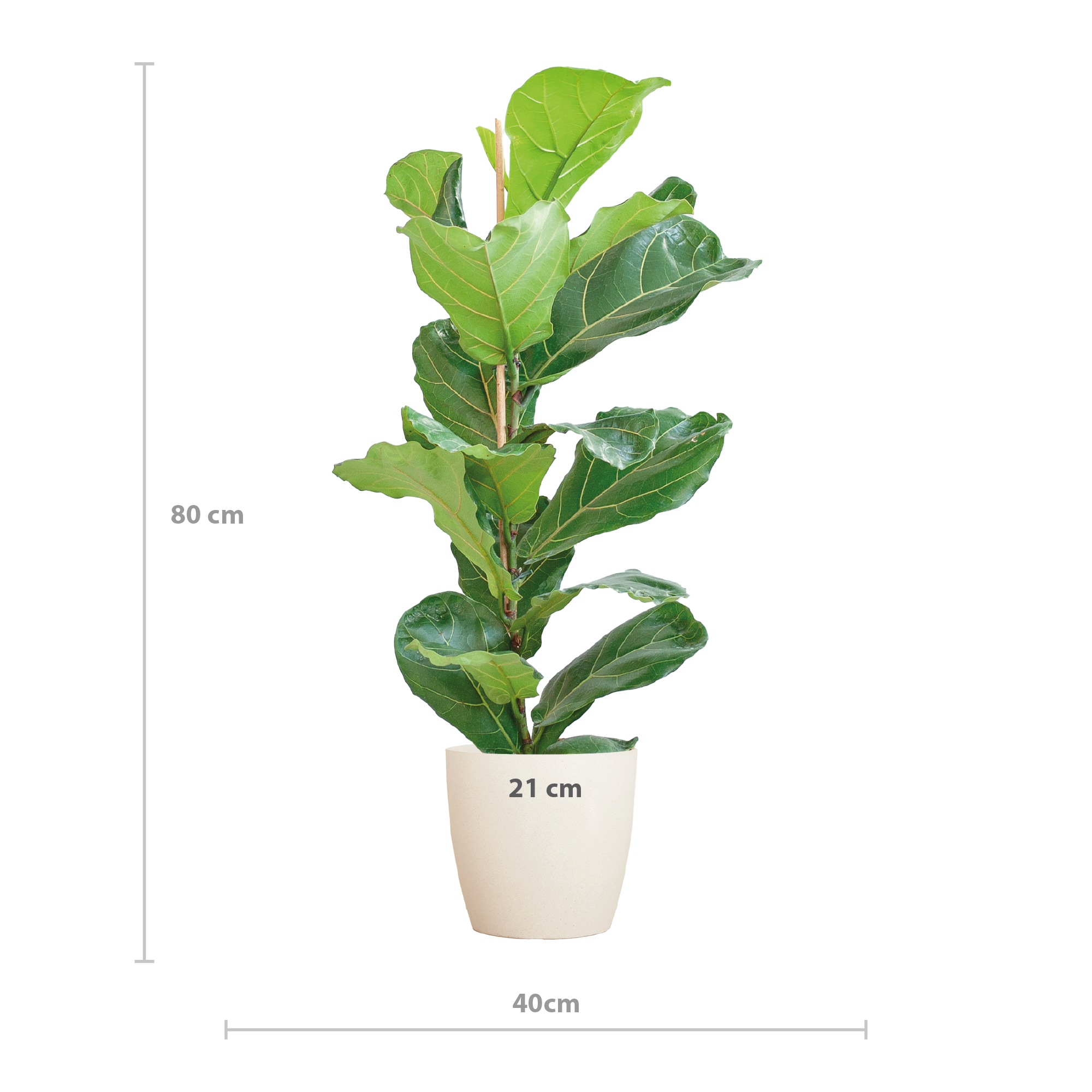 Ficus Lyrata mit Viber-Topf weiß – 80 cm – Ø21