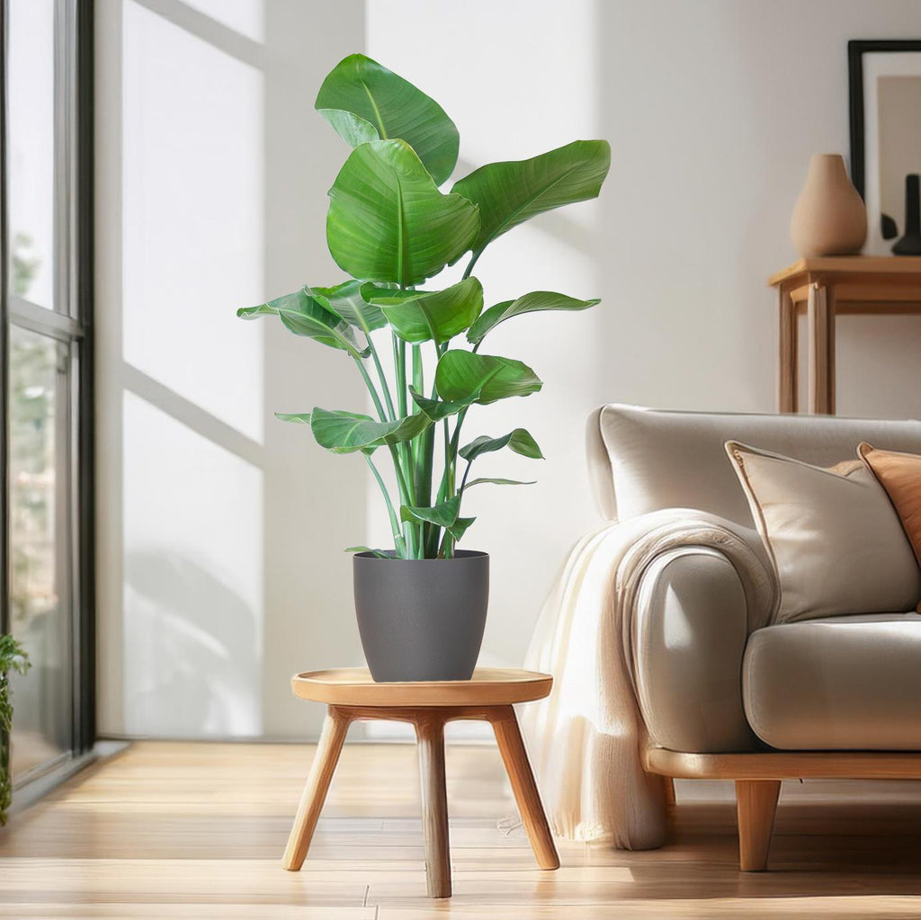 Strelitzia Nicolai mit Viber-Topf Grau – 80 cm – Ø21