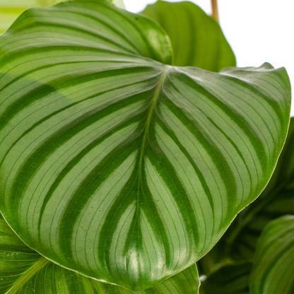 PROMO – Calathea Orbifolia – Ø17 cm – ↕40–50 cm – Exotische Zimmerpflanze