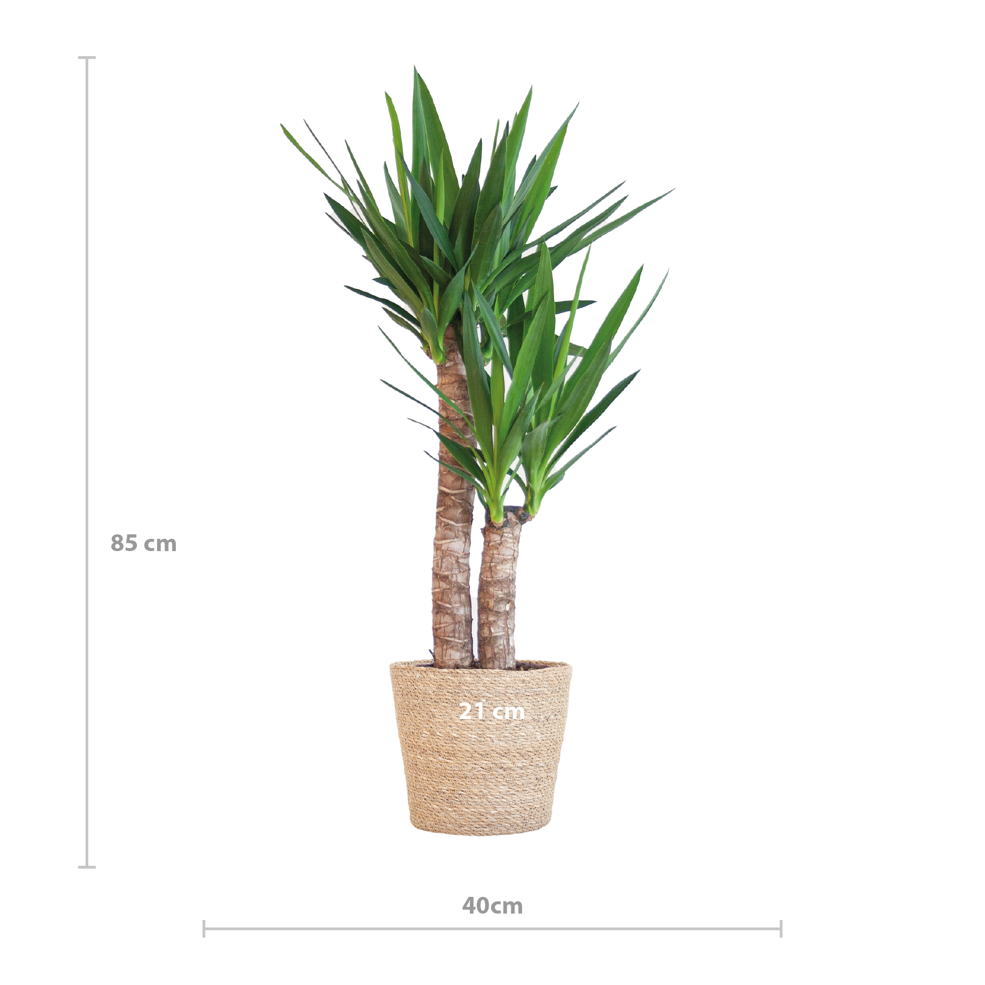 Yucca Elephantipes mit Sofia-Korb natur - 90cm - Ø21