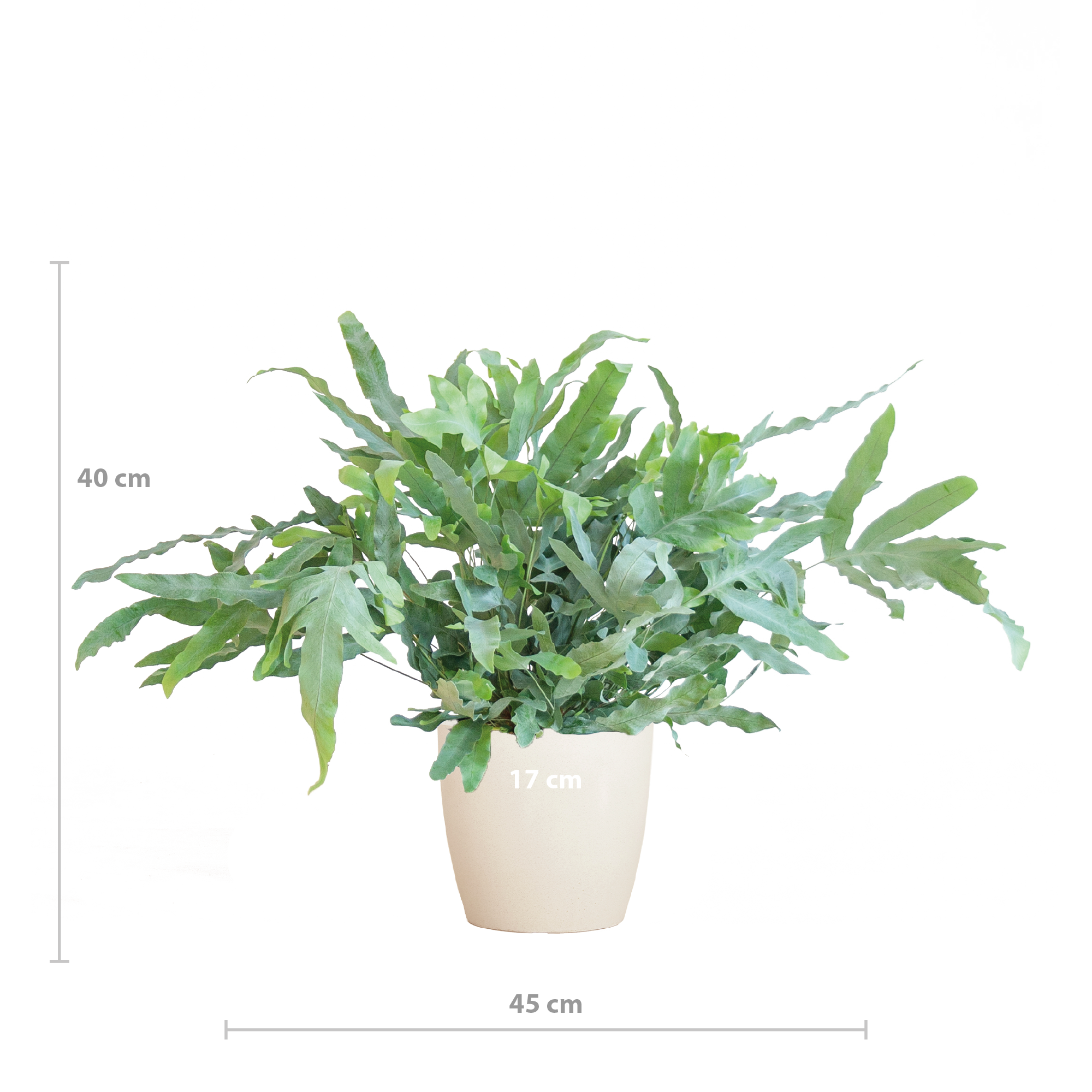 Phlebodium Aureum 'Blue Star' mit Viber weiß - 40cm - Ø17
