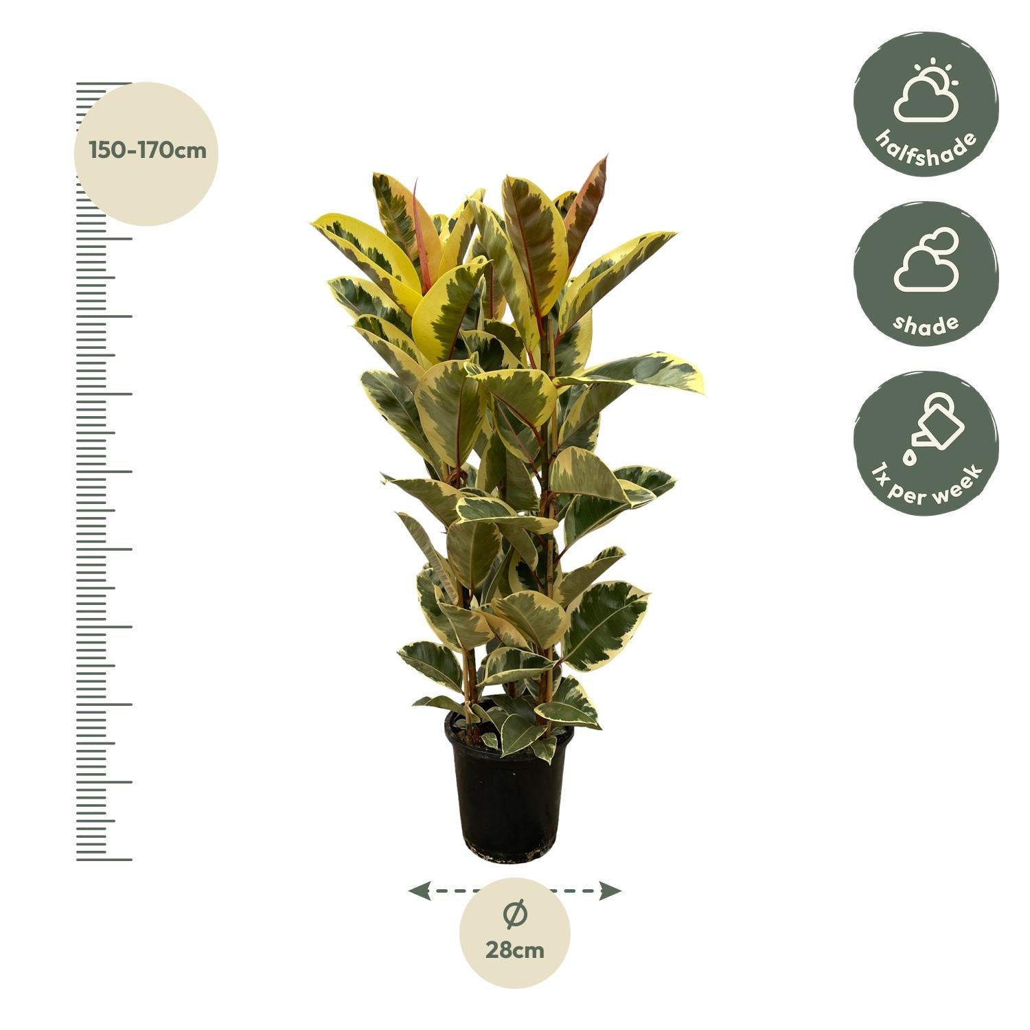Ficus Elastica Tineke Strauch – Panaschierte Gummibaum Zimmerpflanze ø28 - ↕160cm