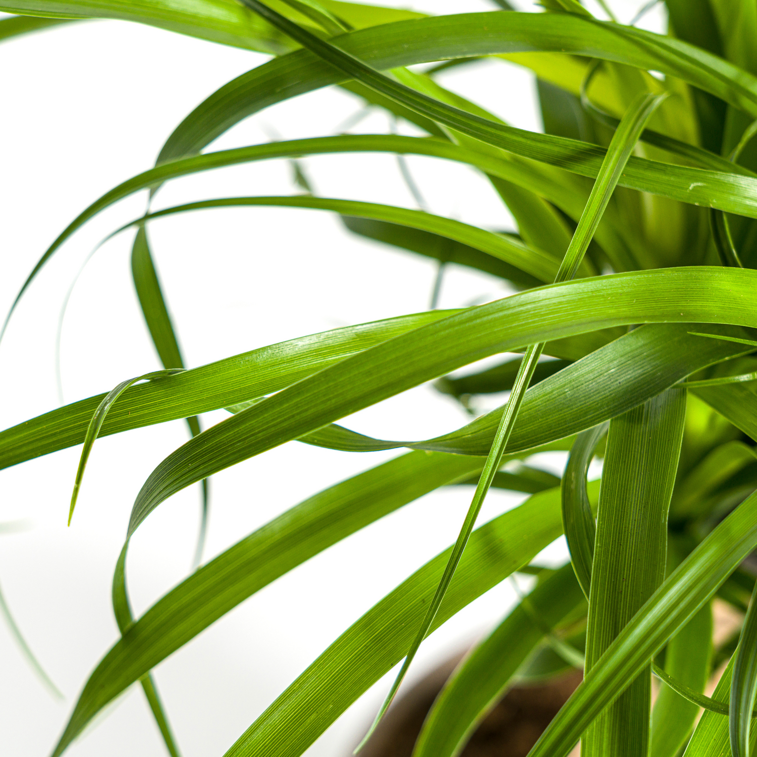 Beaucarnea Recurvata am Stamm – Exklusive Zimmerpflanze mit dekorativem Stamm Ø17cm - ↕40 - 60cm