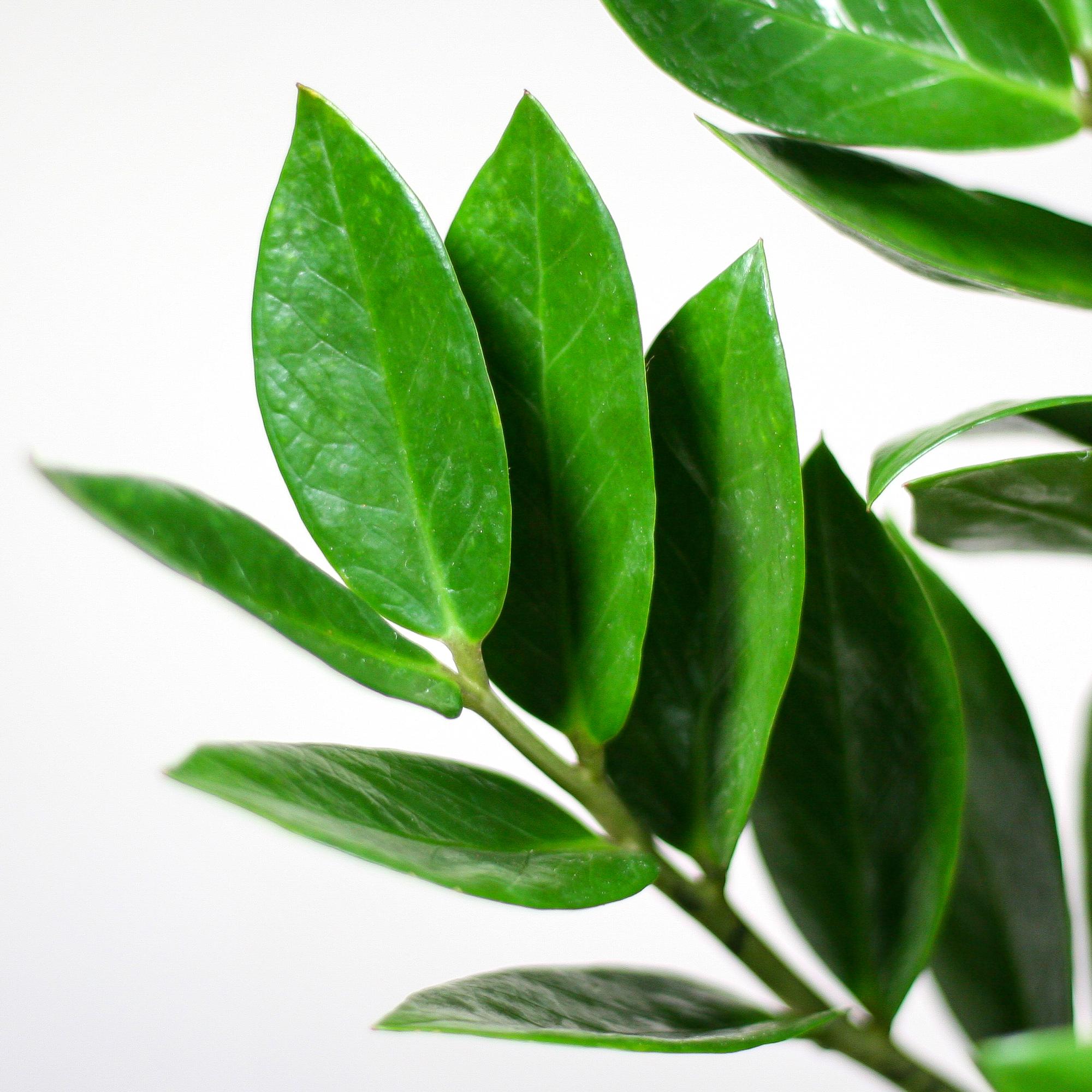 Zamioculcas Zamiifolia mit Pflanzkorb Lissabon weiß  - 80cm - Ø21