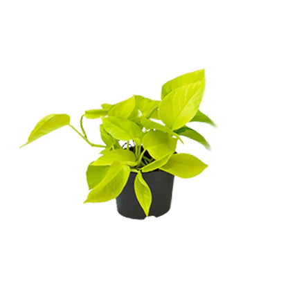 PROMO – Golden Pothos (Efeutute / Scindapsus) – Ø12 cm – ↕15 cm – Pflegeleichte Hängepflanze