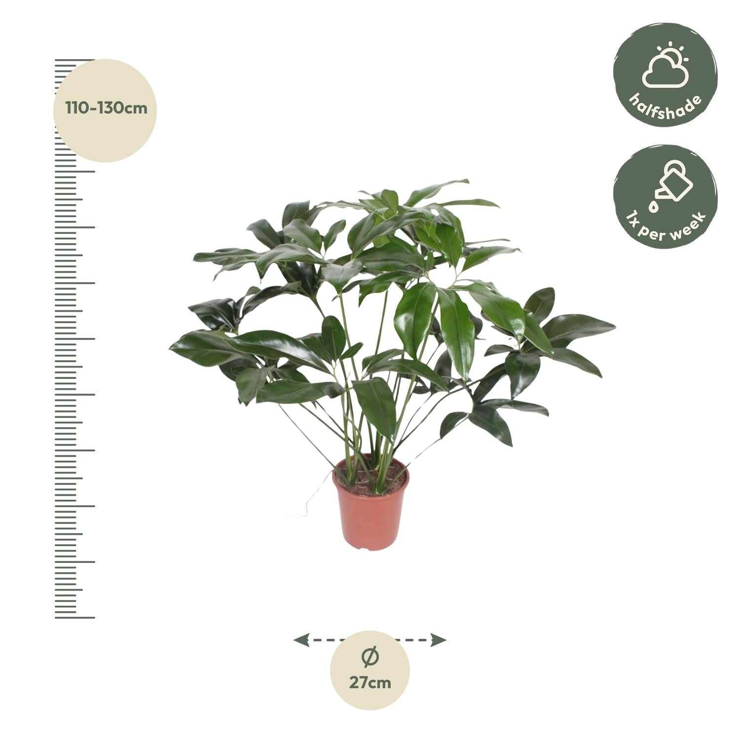 Philodendron Green Wonder, tropische, pflegeleichte Zimmerpflanze - ø24cm - ↕120 cm