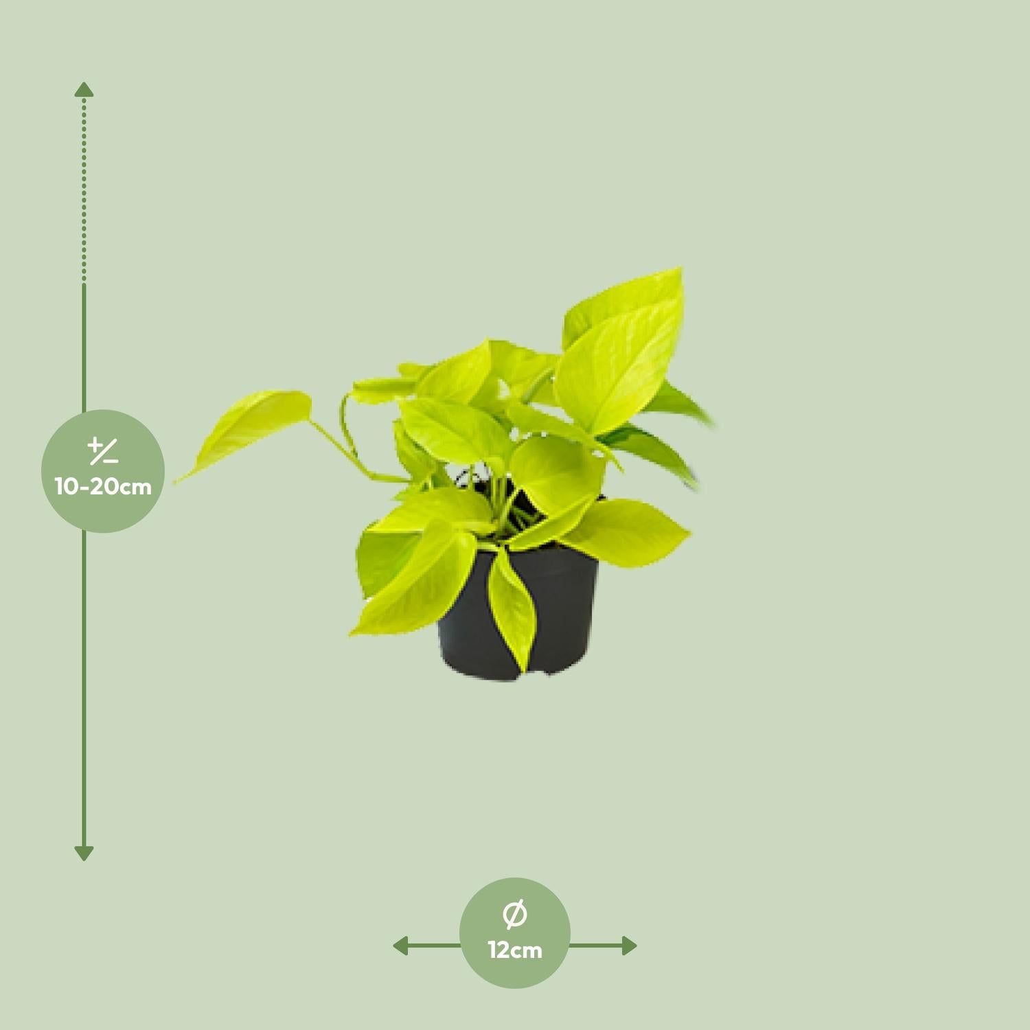 PROMO – Golden Pothos (Efeutute / Scindapsus) – Ø12 cm – ↕15 cm – Pflegeleichte Hängepflanze