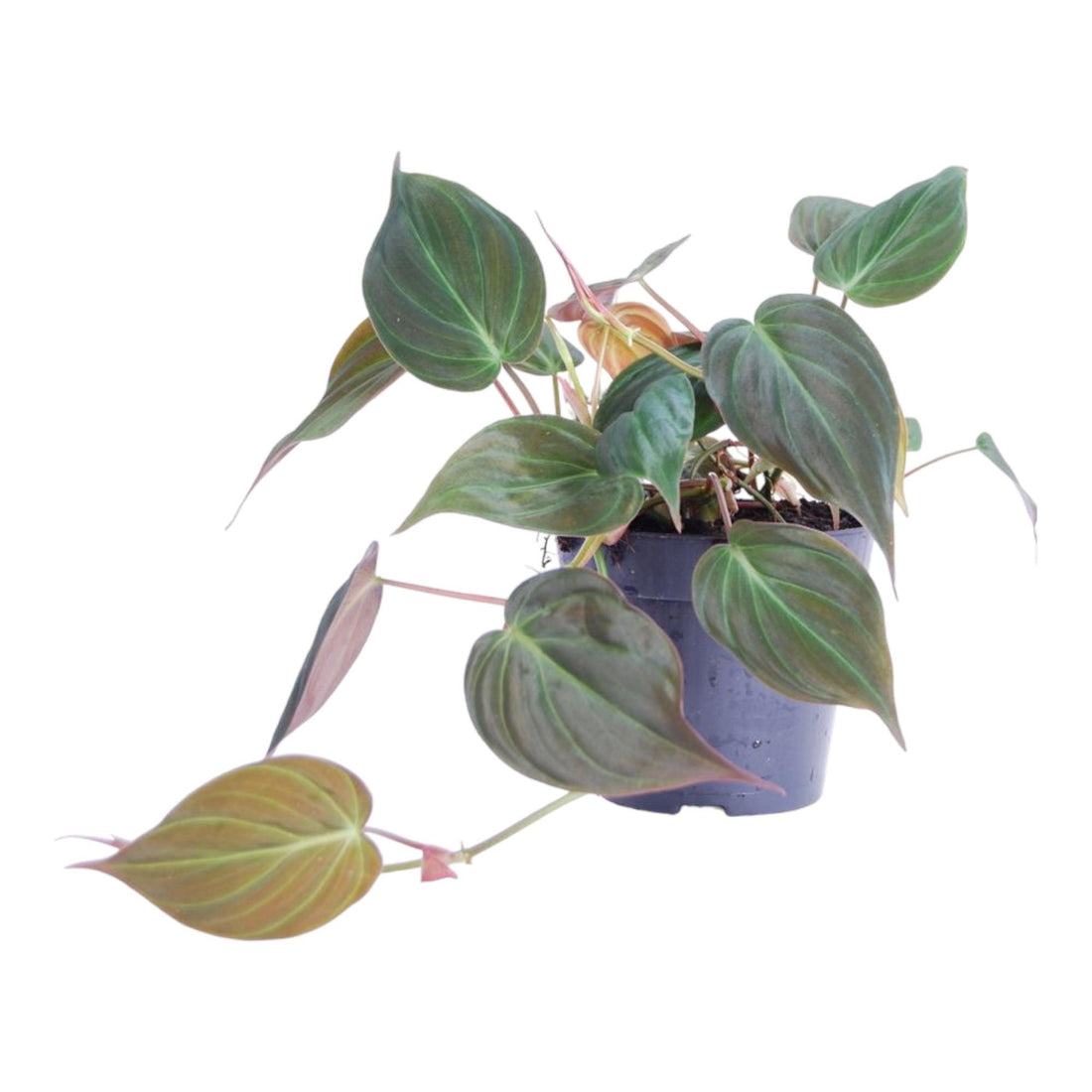 Philodendron scandens &