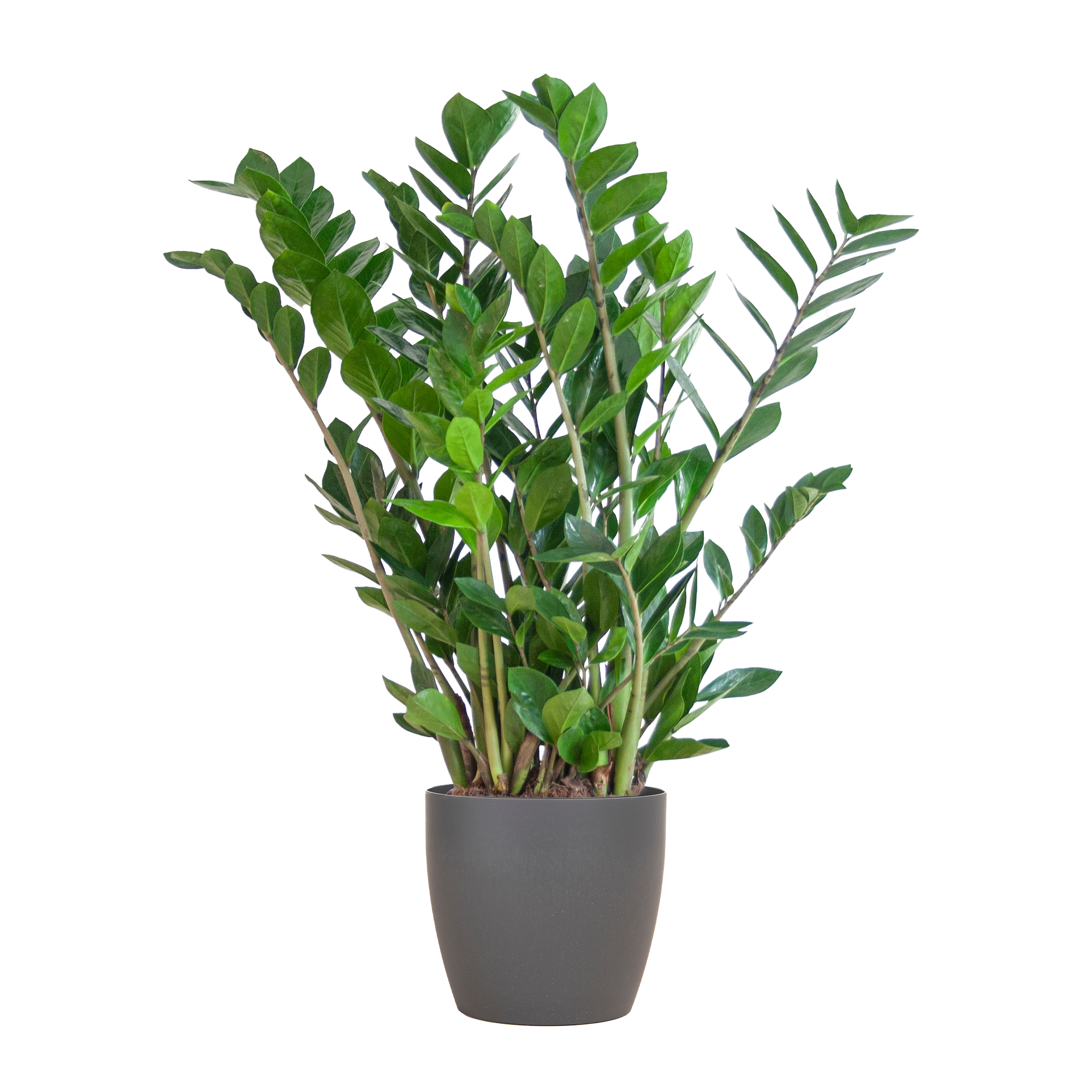 Zamioculcas Zamiifolia mit Viber Grau - 80cm - Ø21