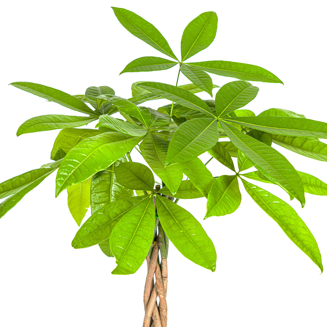 Pachira Aquatica – Exklusive Zimmerpflanze mit geflochtenem Stamm Ø20cm - ↕170cm