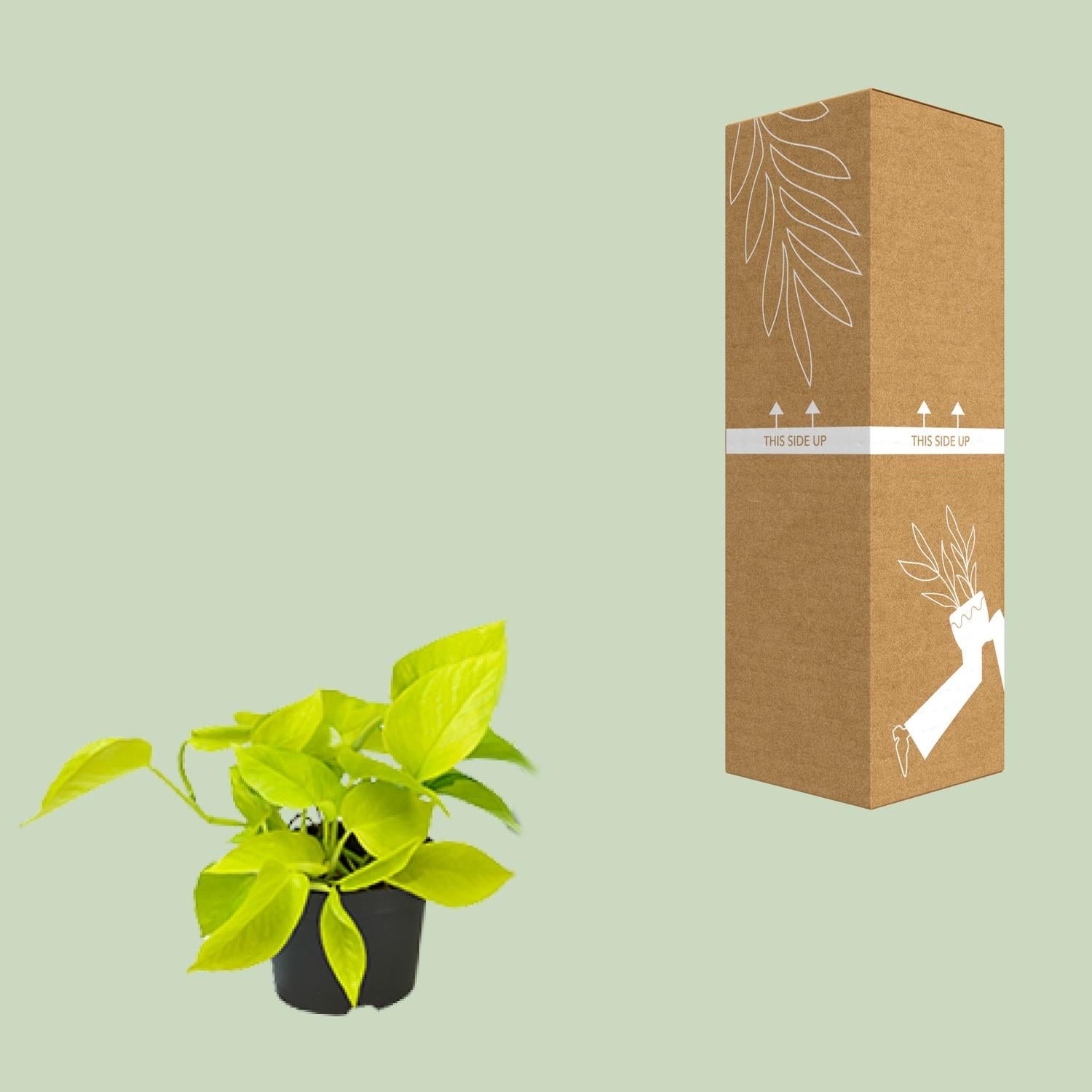 PROMO – Golden Pothos (Efeutute / Scindapsus) – Ø12 cm – ↕15 cm – Pflegeleichte Hängepflanze