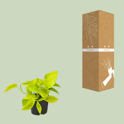 PROMO – Golden Pothos (Efeutute / Scindapsus) – Ø12 cm – ↕15 cm – Pflegeleichte Hängepflanze
