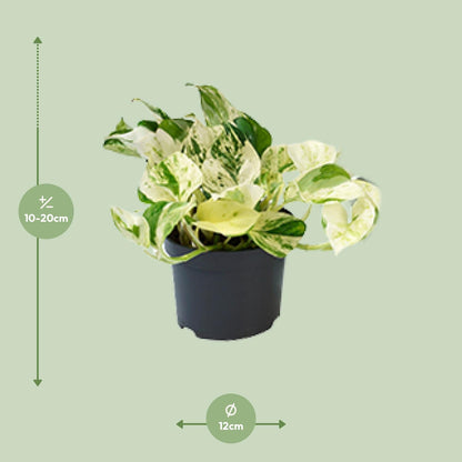 PROMO – Epipremnum ‘Happy Leaf’ (Scindapsus / Marble Queen) – Ø12 cm – ↕15 cm – Hängepflanze