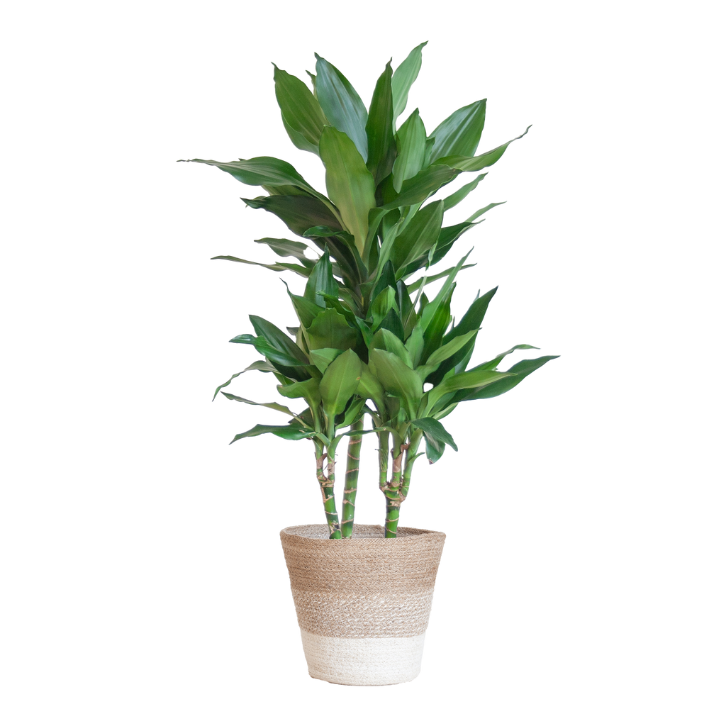 Dracaena  Janet Lindt mit Pflanzkorb Lissabon weiß  - 95cm - Ø21