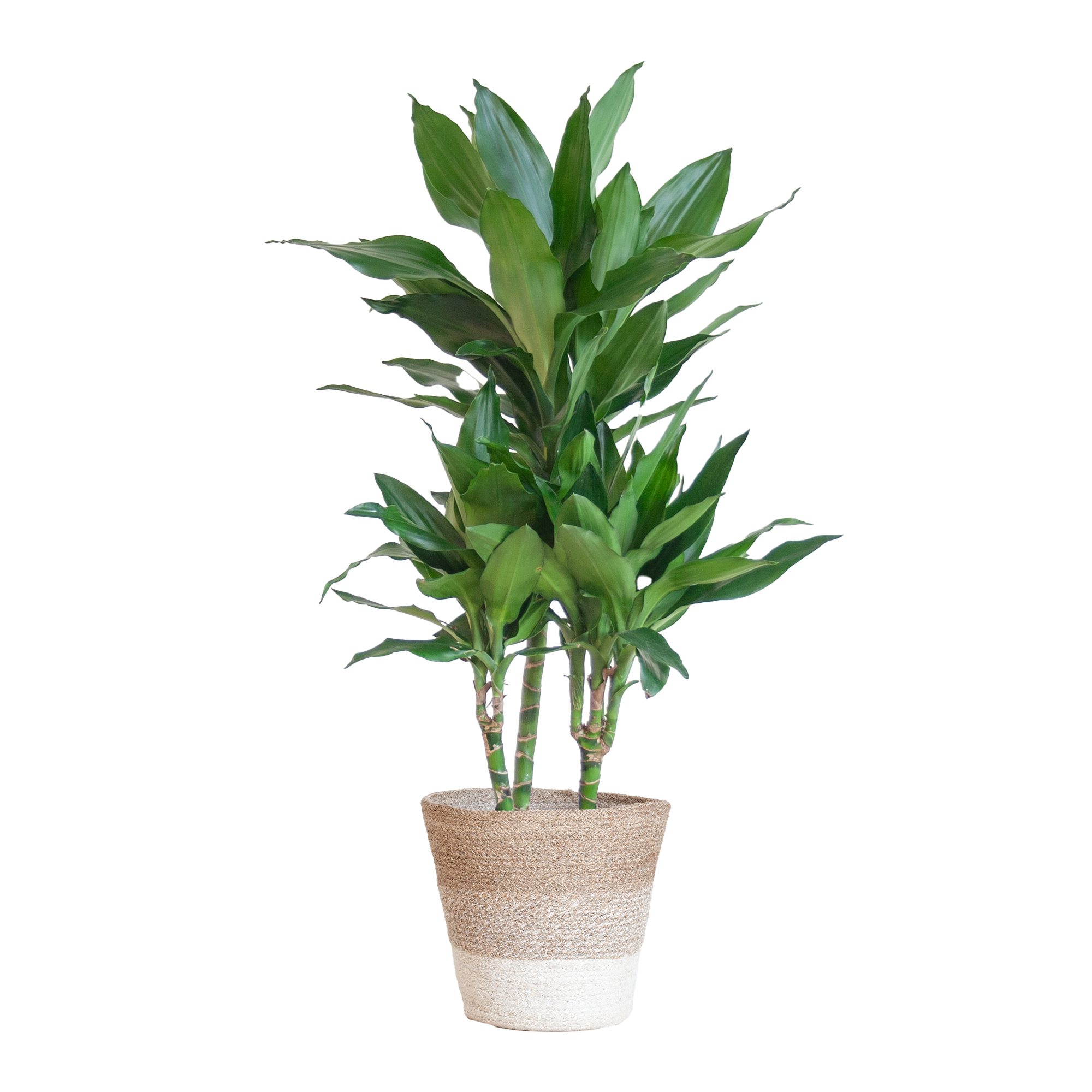 Dracaena  Janet Lindt mit Pflanzkorb Lissabon weiß  - 95cm - Ø21