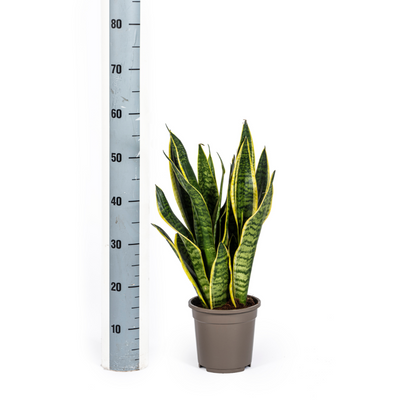 Sansevieria Trifasciata Futura Superba – Pflegeleichte Zimmerpflanze Ø17cm - ↕45 - 55cm