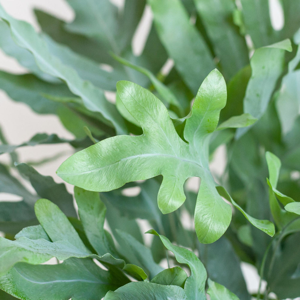 Phlebodium Aureum 'Blue Star' mit Vibergrau - 40cm - Ø17