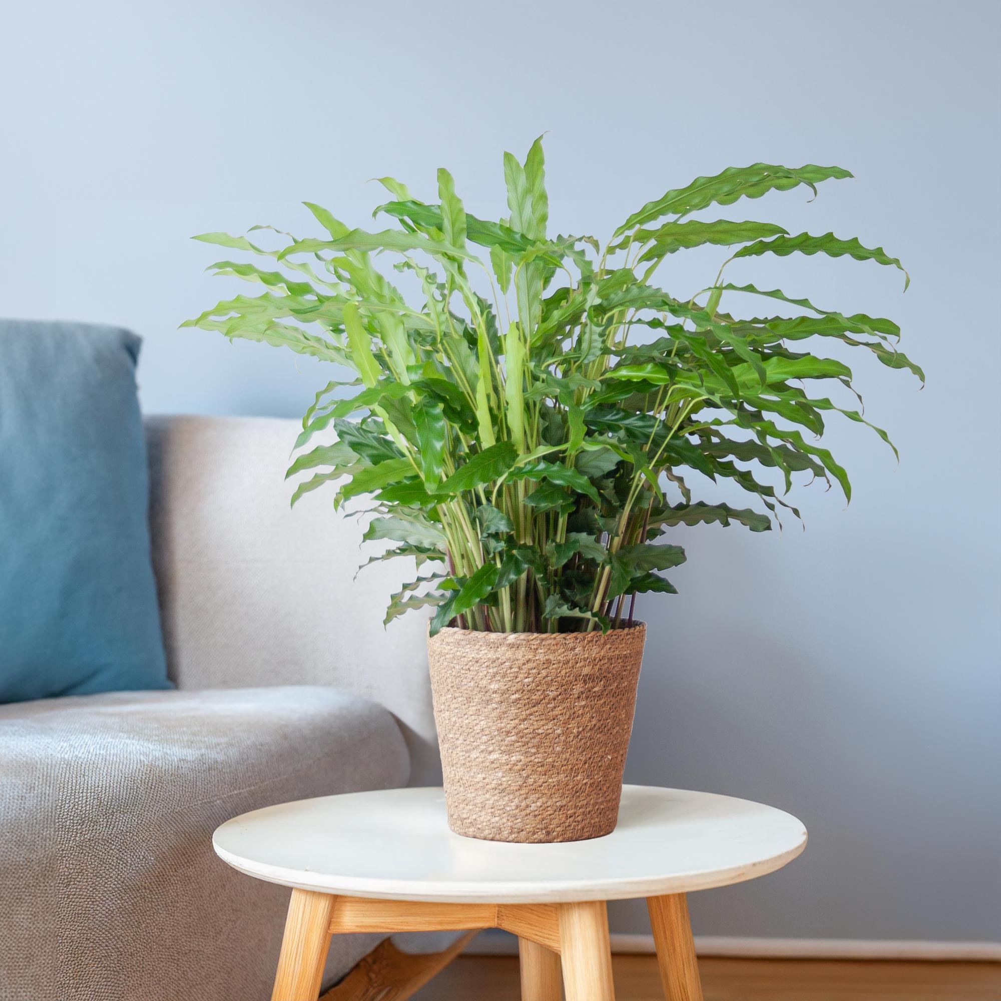 Calathea Rufibarba mit Sofia-Korb natur - 55cm - Ø17