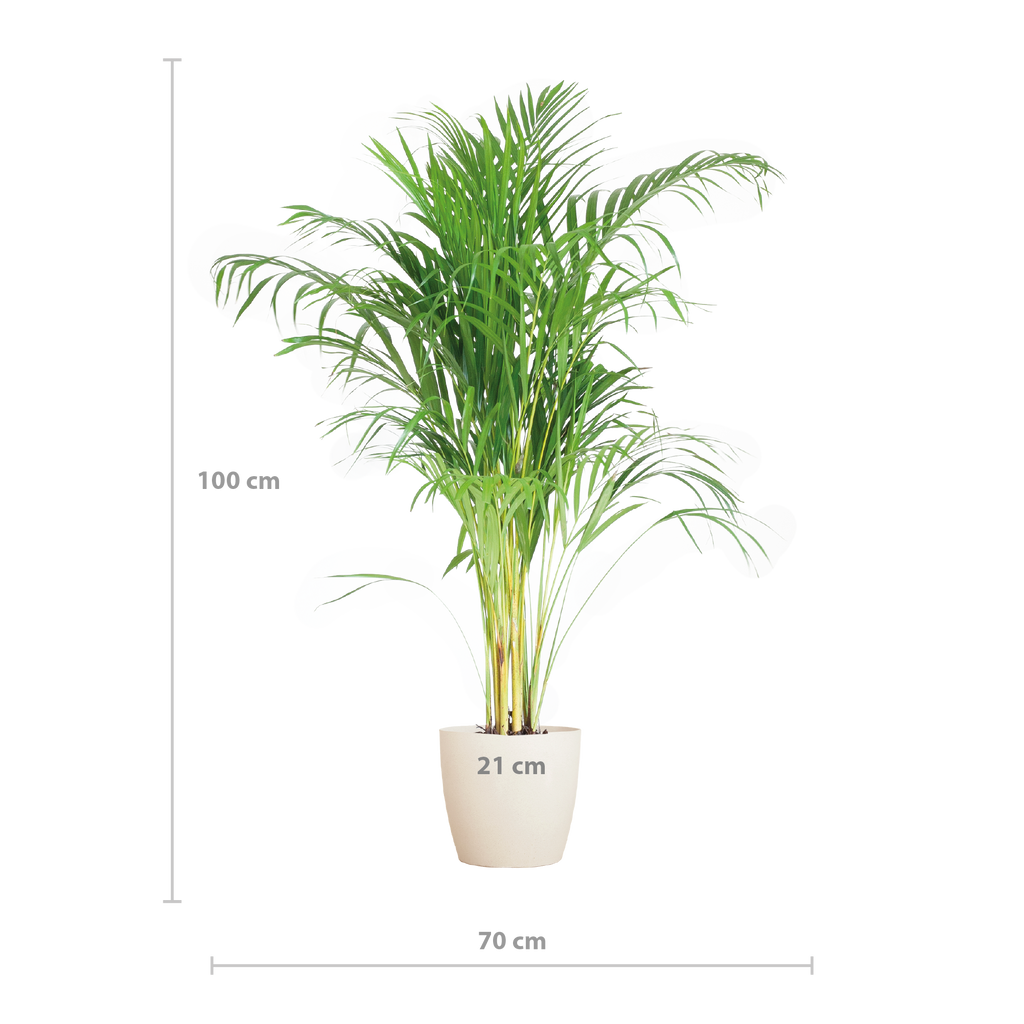 Areca Palm (Dypsis) mit Viber Weiß - 100cm - Ø21