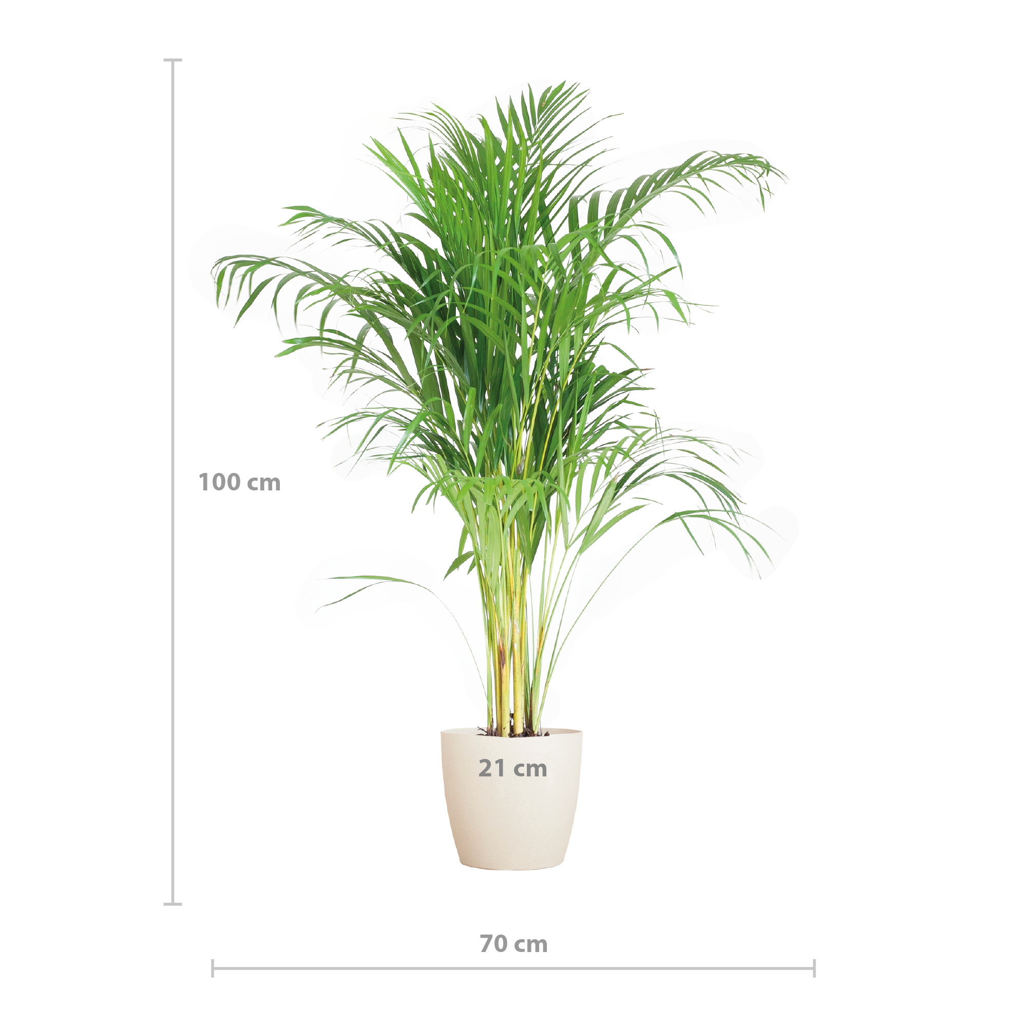 Areca Palm (Dypsis) mit Viber Weiß - 100cm - Ø21