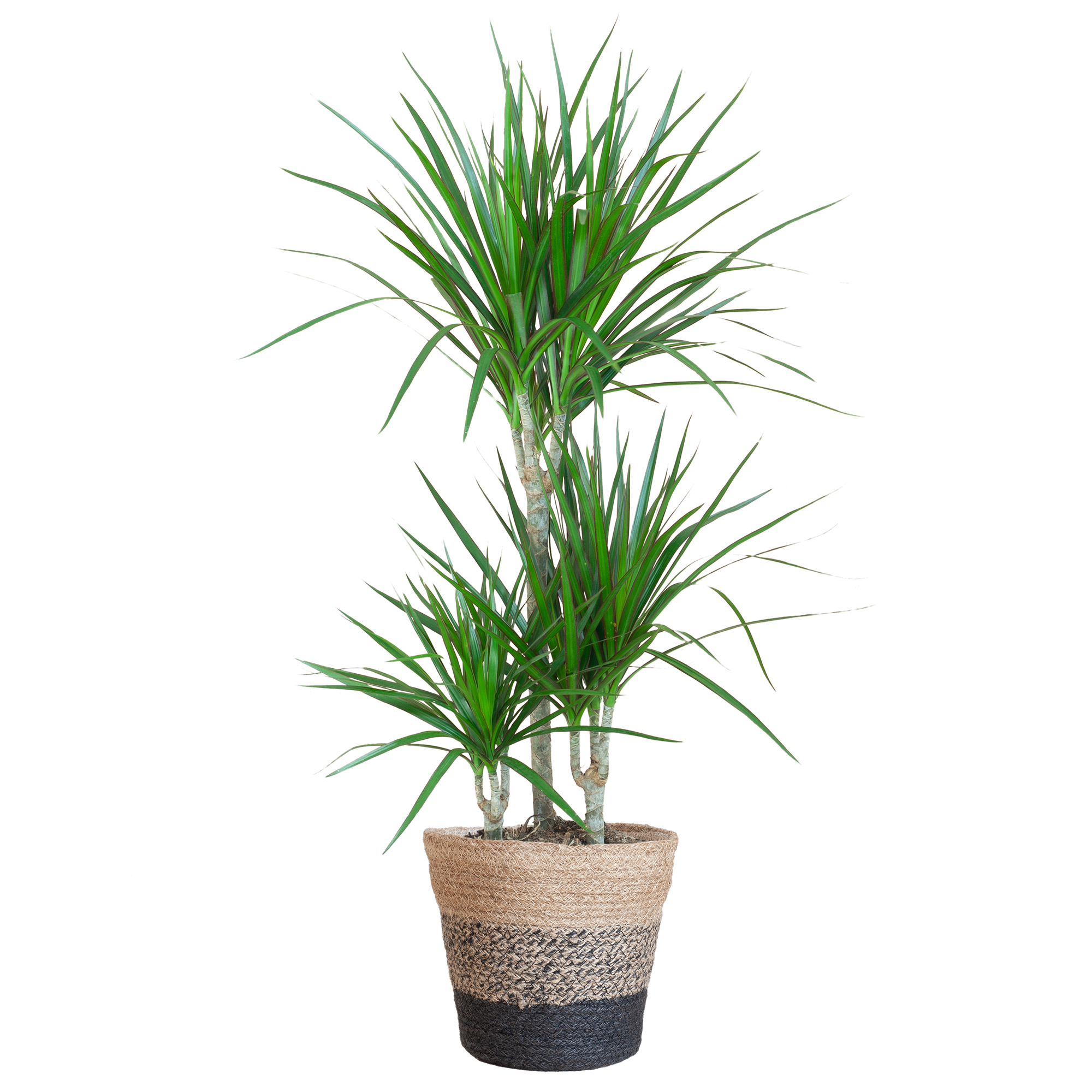 Dracaena Marginata mit Lissabon Schwarz Korb - 95cm - Ø21
