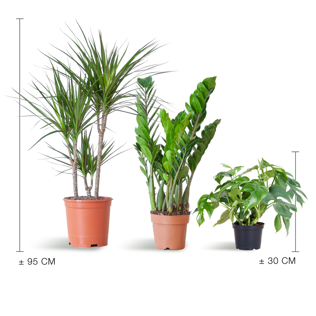 Shade Plant Box - medium - ohne Dekotopf