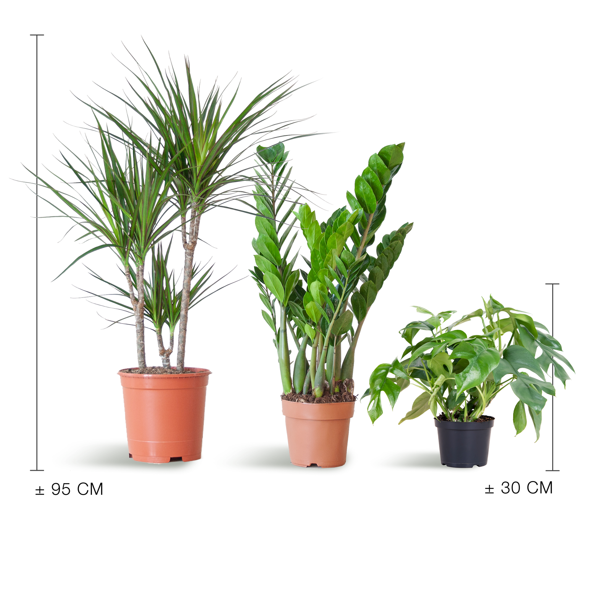 Shade Plant Box - medium - ohne Dekotopf