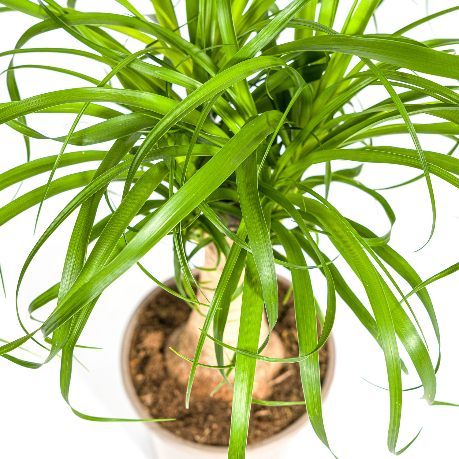 Beaucarnea Recurvata am Stamm – Exklusive Zimmerpflanze mit dekorativem Stamm Ø17cm - ↕40 - 60cm