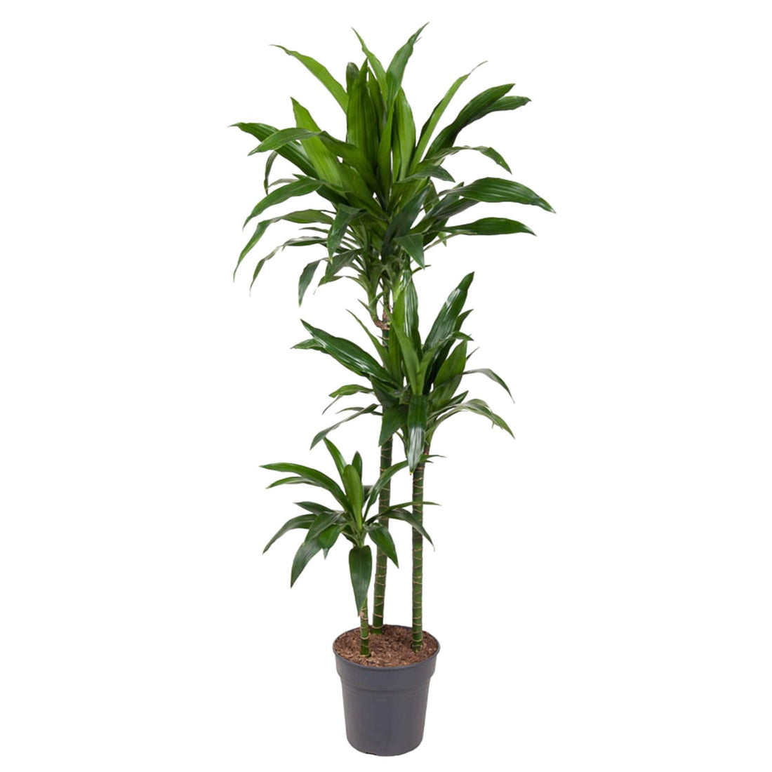 Dracaena Janet Craig – Elegante, pflegeleichte Zimmerpflanze Ø24cm - ↕150cm