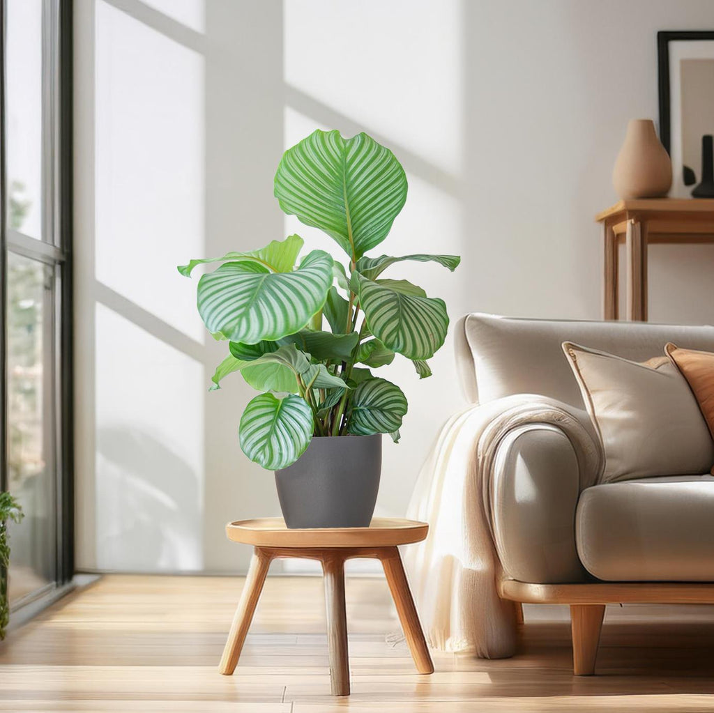 Calathea Orbifolia  mit Viber grau - 65cm - Ø21