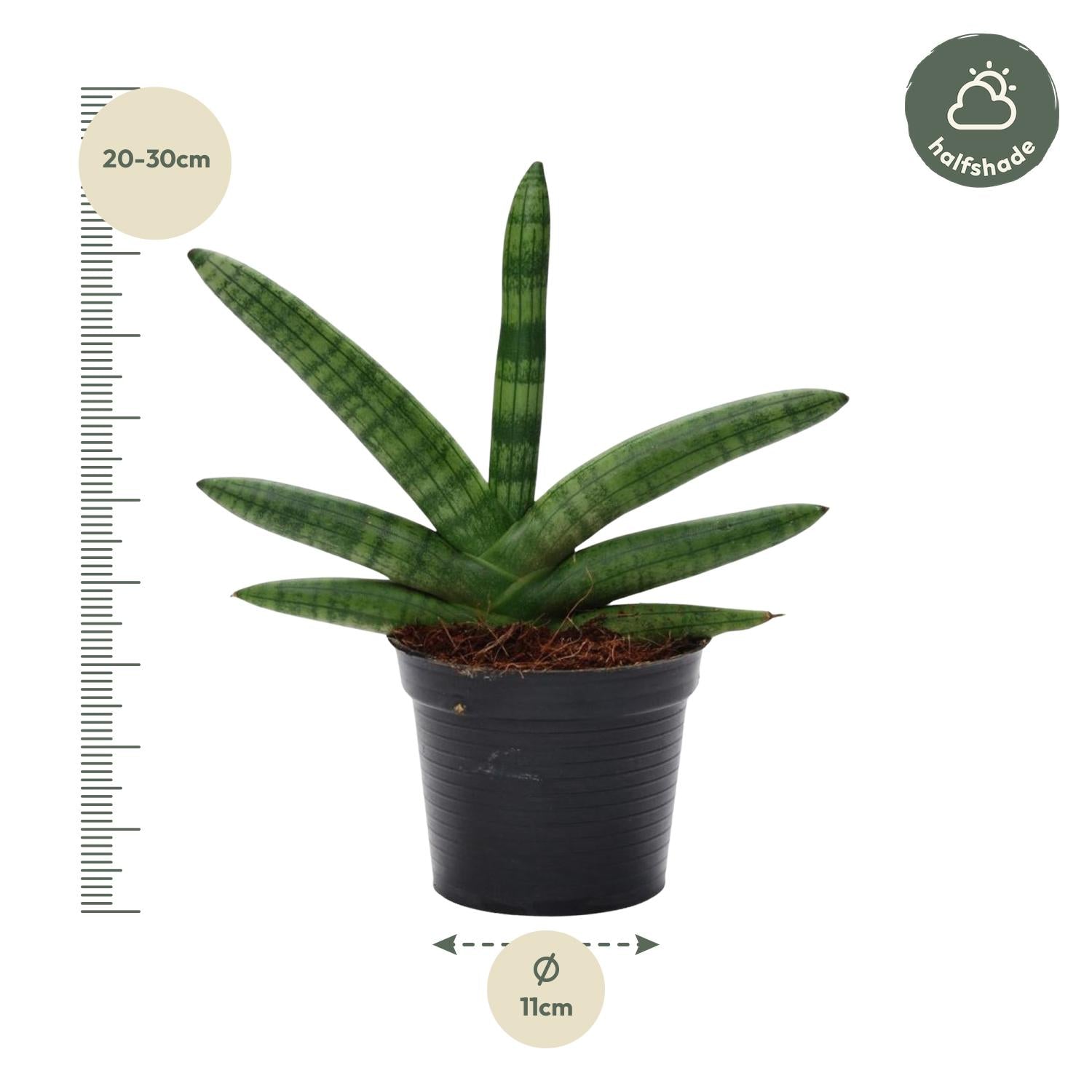 Sansevieria Skyline – Moderne, pflegeleichte Zimmerpflanze - ø10,5 - ↕25 cm