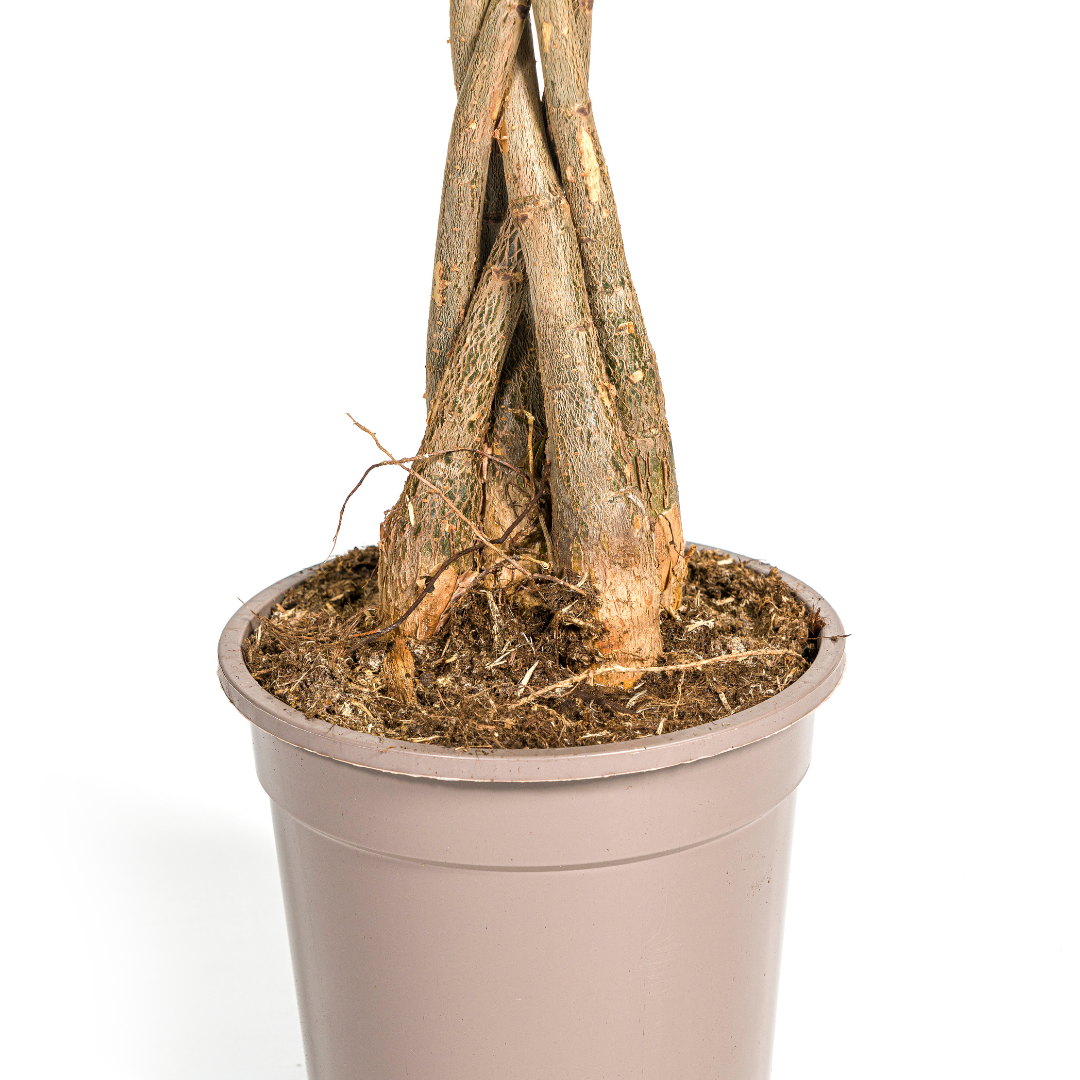 Pachira Aquatica – Exklusive Zimmerpflanze mit geflochtenem Stamm Ø20cm - ↕170cm