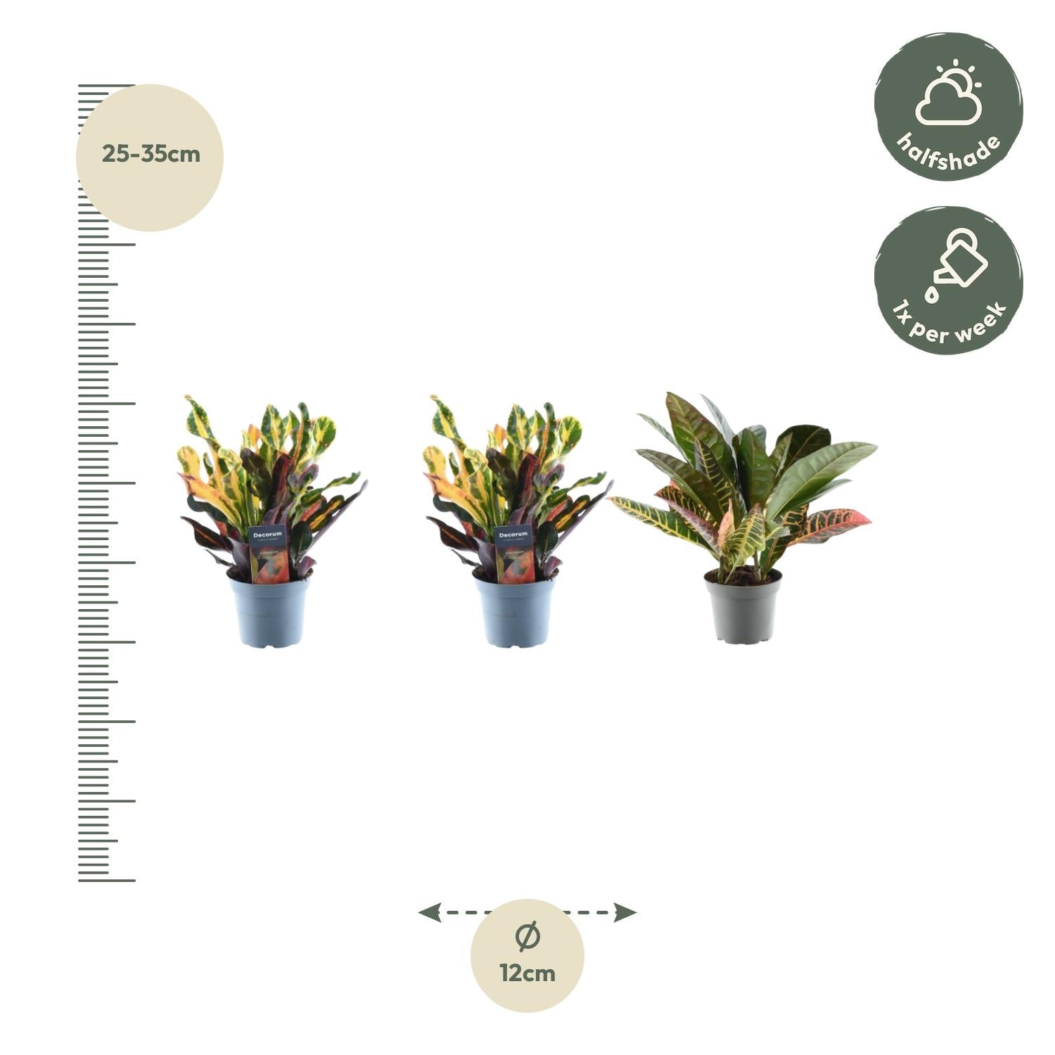 3x Croton Codiaeum Mix – Bunte, tropische Zimmerpflanzen ø12cm - ↕30cm