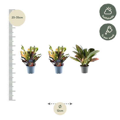 3x Croton Codiaeum Mix – Bunte, tropische Zimmerpflanzen ø12cm - ↕30cm