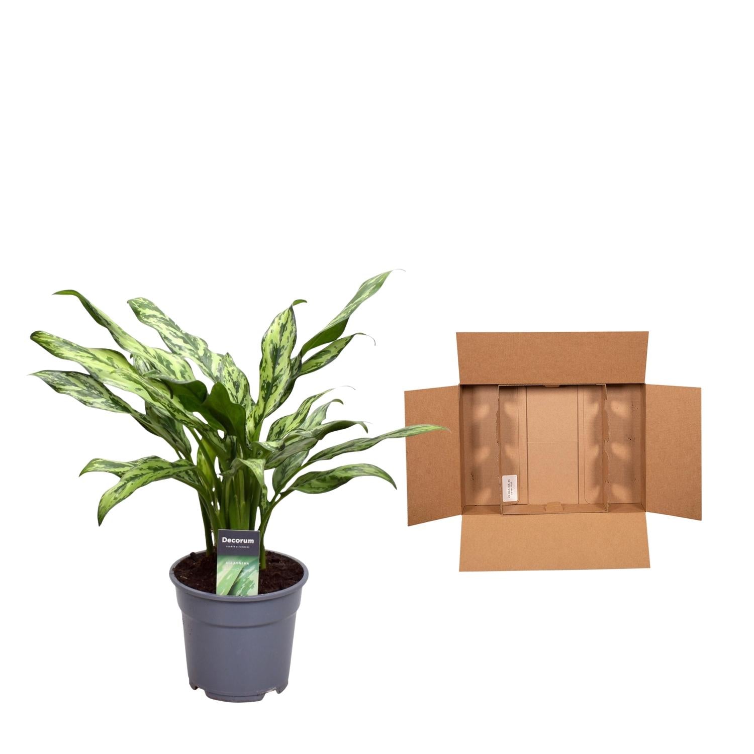 Aglaonema Juliette – Exotische, pflegeleichte Zimmerpflanze Ø12cm - ↕40cm