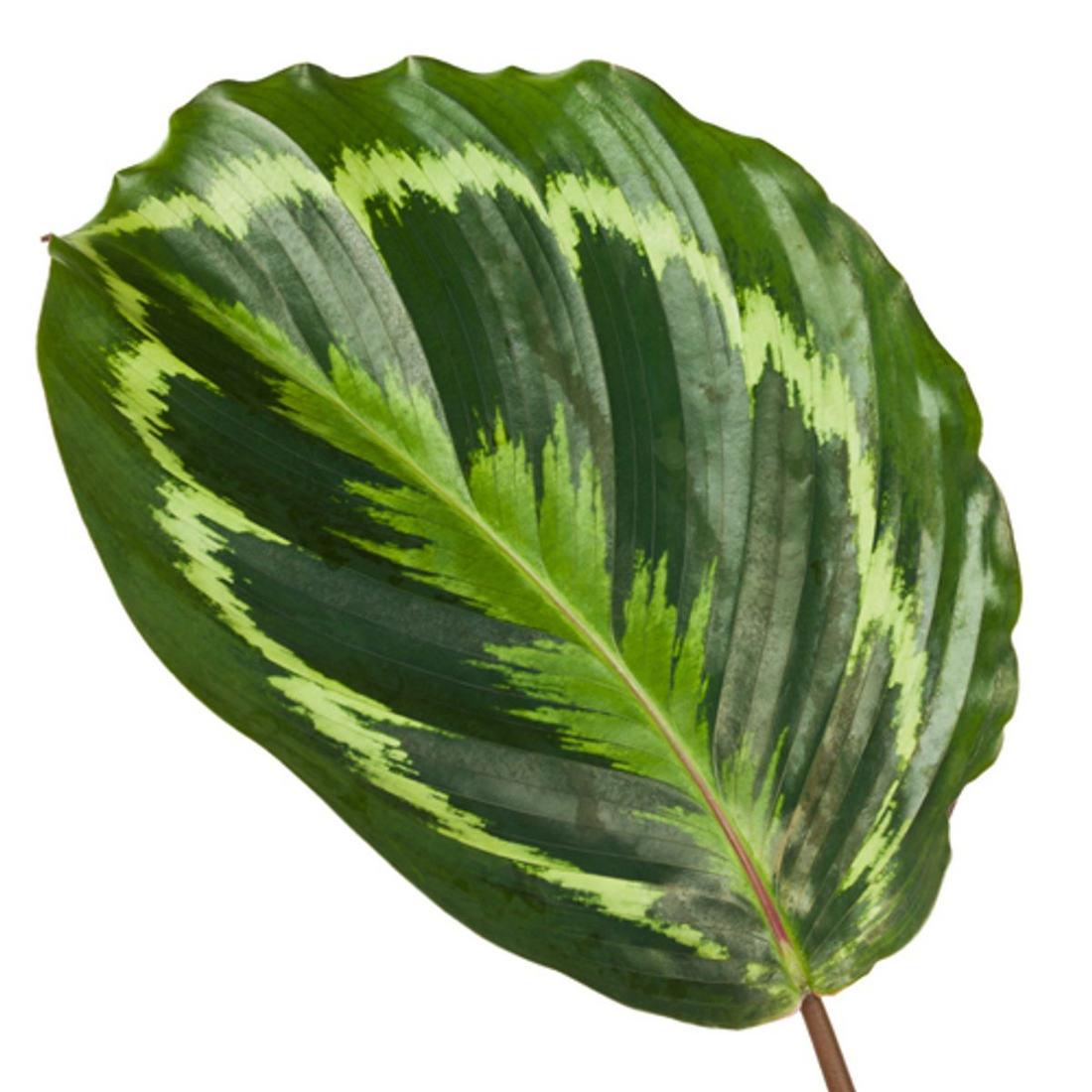 Calathea Medallion – Exotische Zimmerpflanze mit dekorativem Blattmuster Ø24cm - ↕80cm