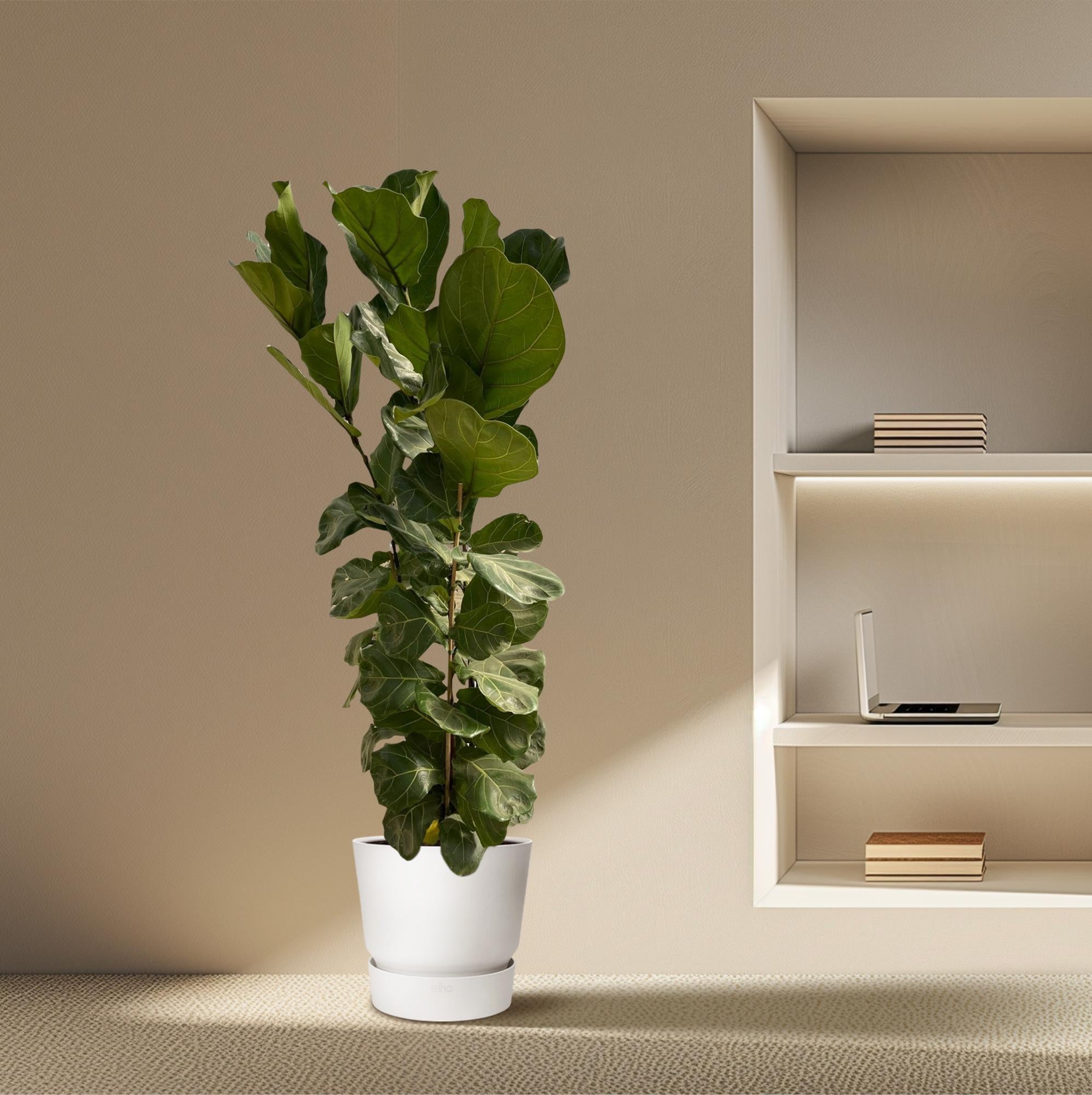 Ficus Lyrata struik - 180 cm - Ø35