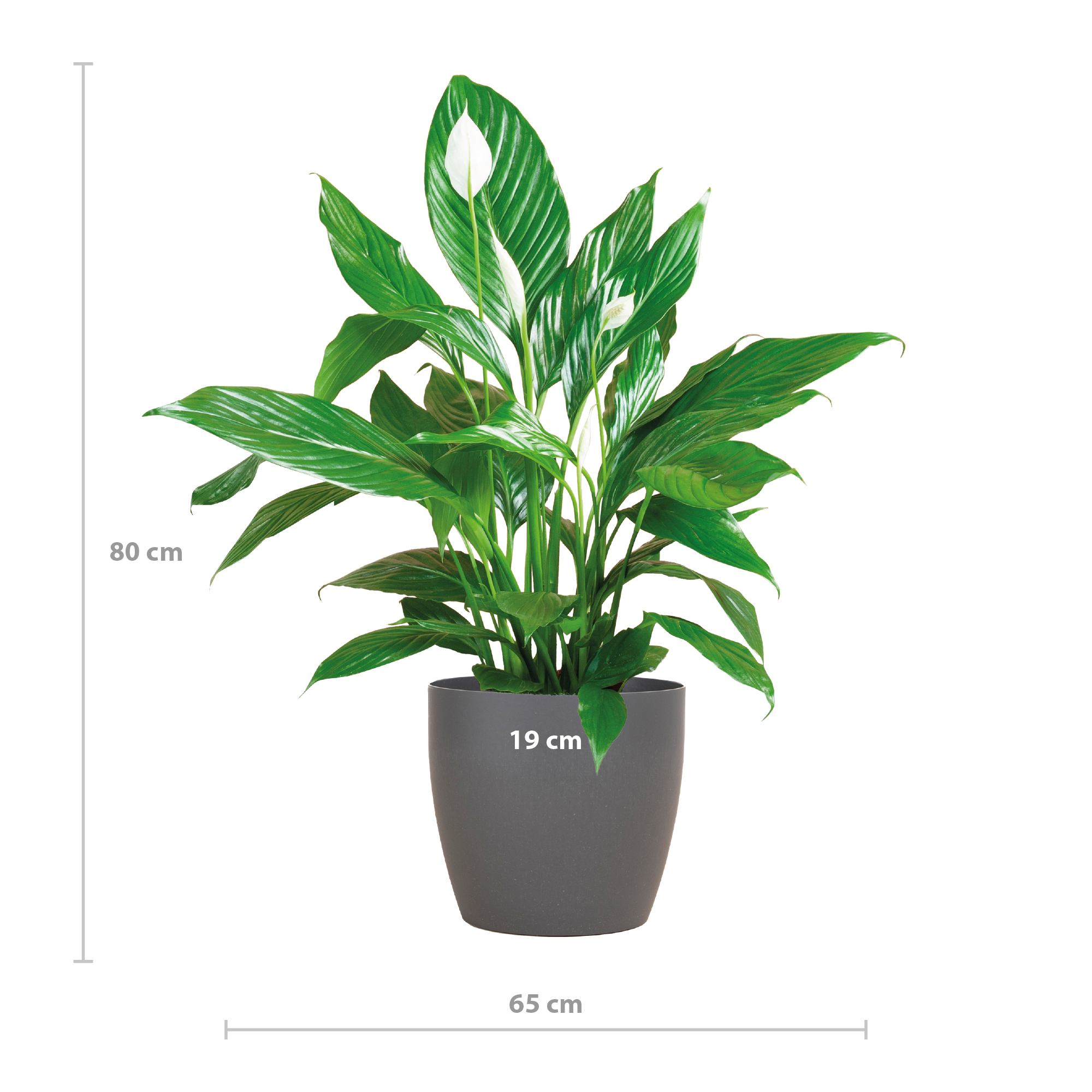Spathiphyllum mit Viber grau – 80 cm – Ø21