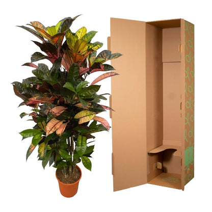 Codiaeum Iceton (Croton) – Bunte, dekorative Zimmerpflanze ø24cm - ↕120cm
