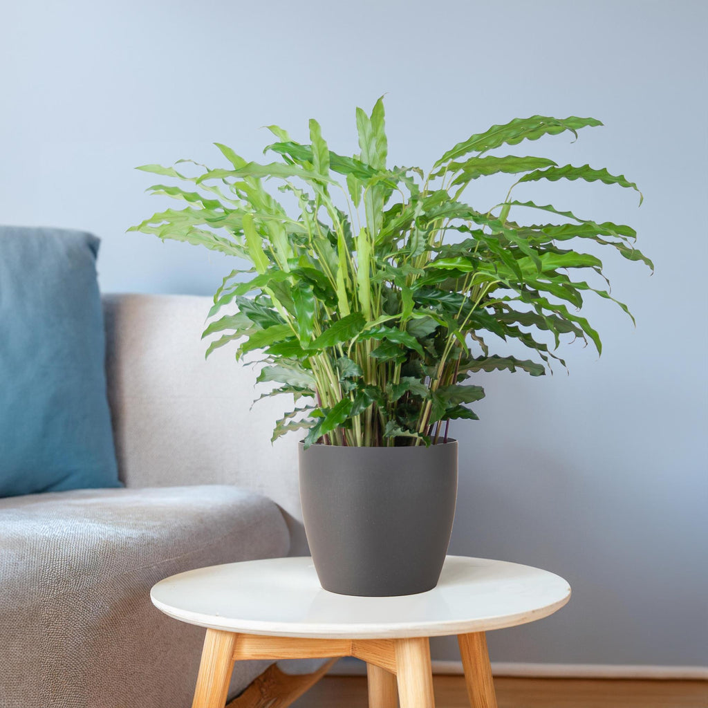 Calathea Rufibarba mit Viber Grau - 55cm - Ø17