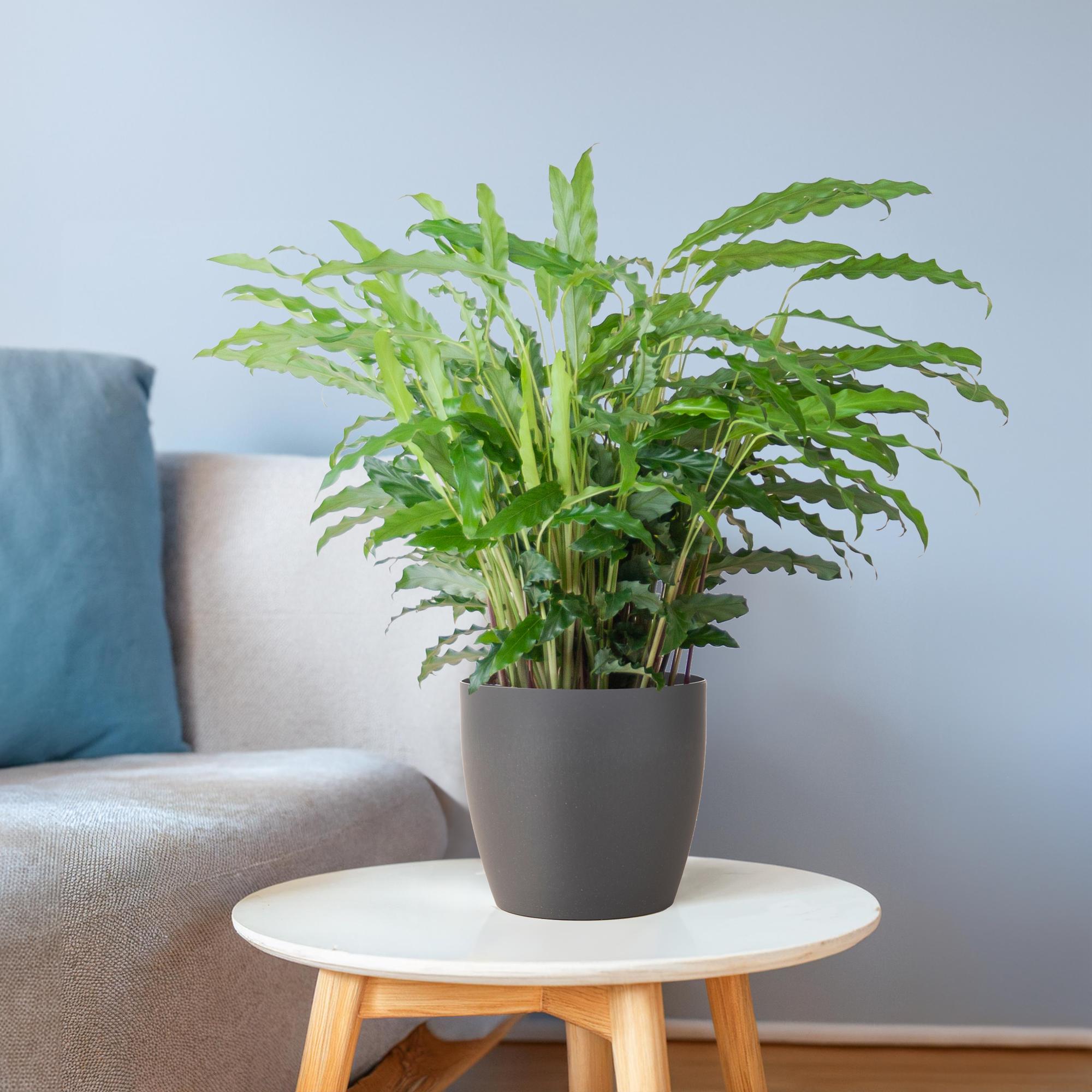 Calathea Rufibarba mit Viber Grau - 55cm - Ø17