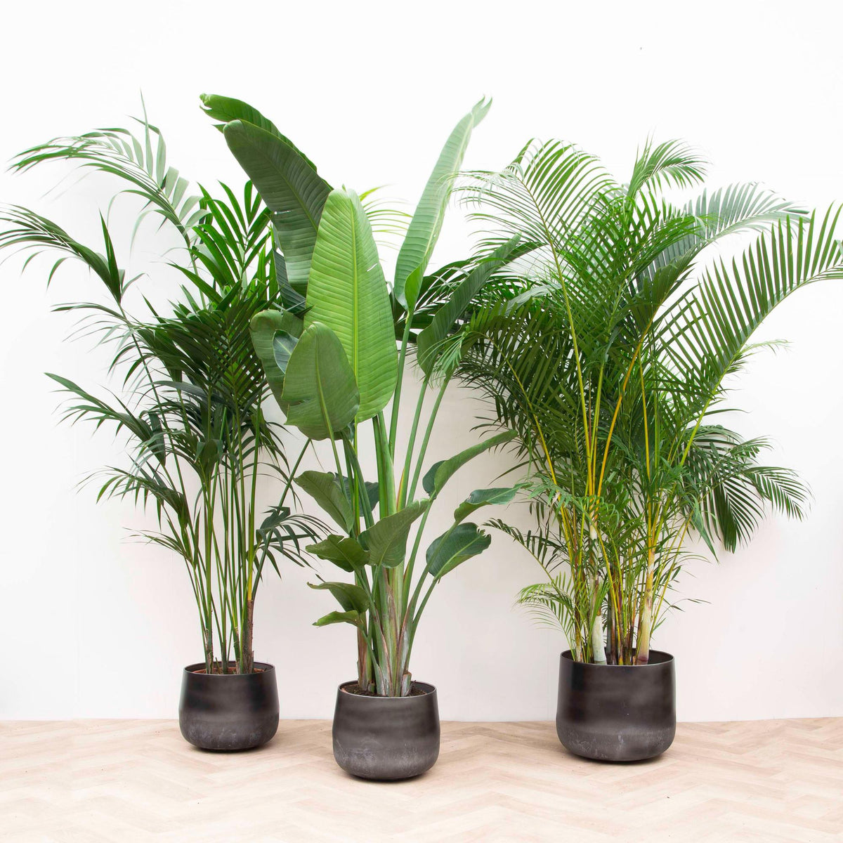 Vorteilspaket XXL - Kentia Palme 200 cm, Strelitzia Nicolai 225 cm, Areca Palme 200 cm