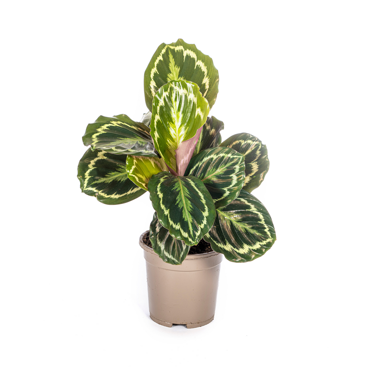 PROMO – Calathea Medallion – Ø17 cm – ↕40–50 cm – Exotische Zimmerpflanze