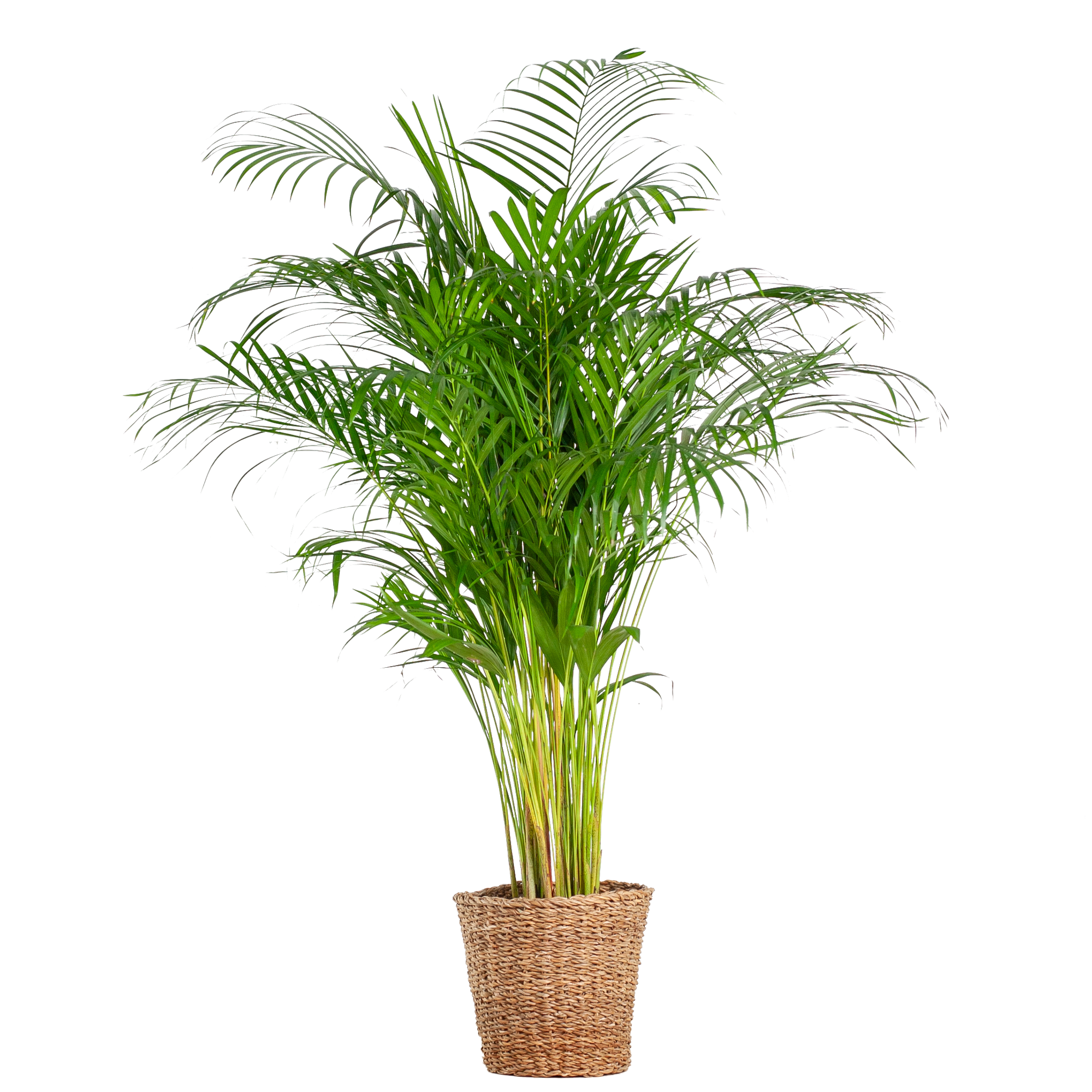 Areca-Palme (Dypsis) XL mit Korb Torun – 120 cm – Ø24